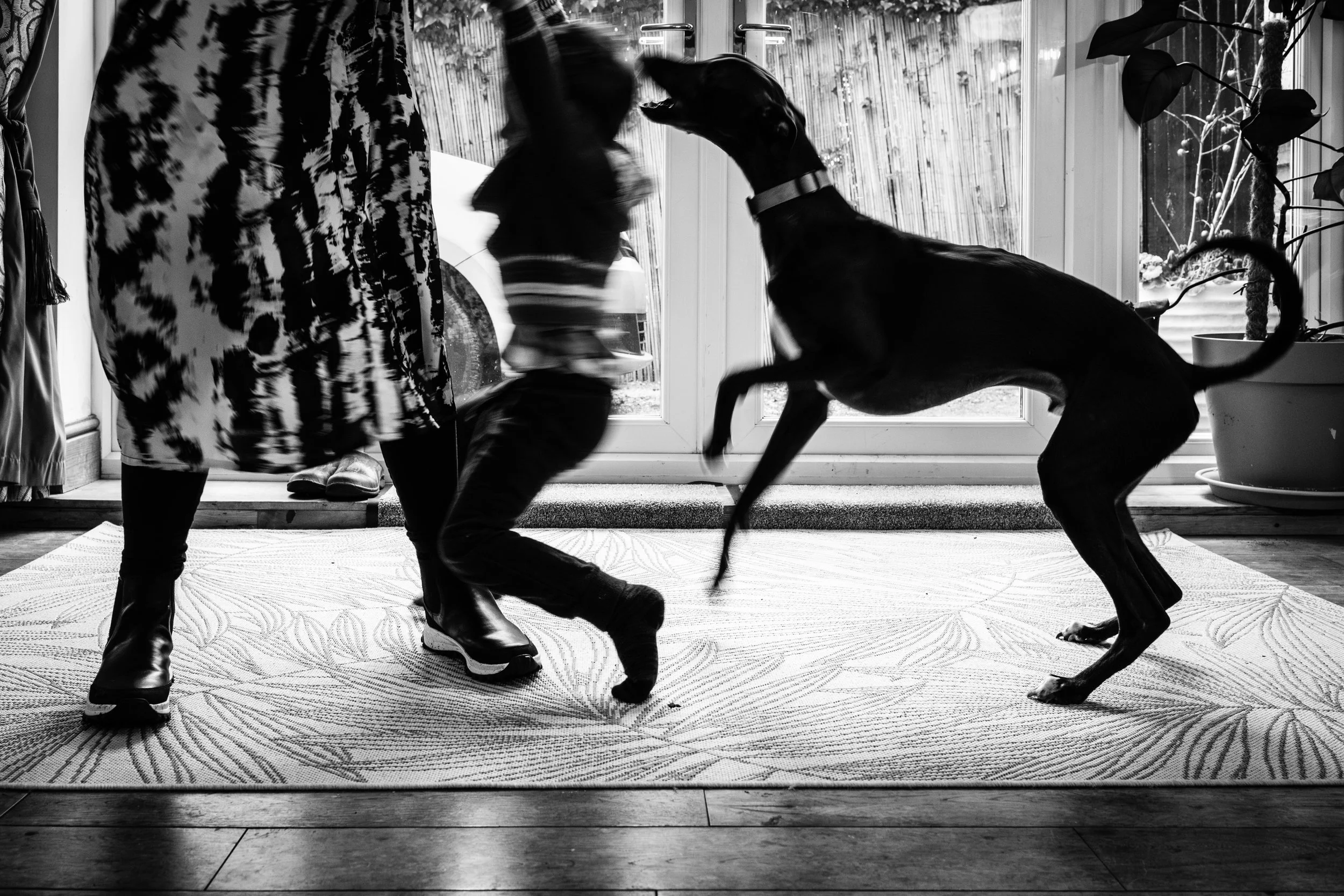 A person engaging in a playful interaction with two dogs indoors near glass doors, with the person and dogs in motion.