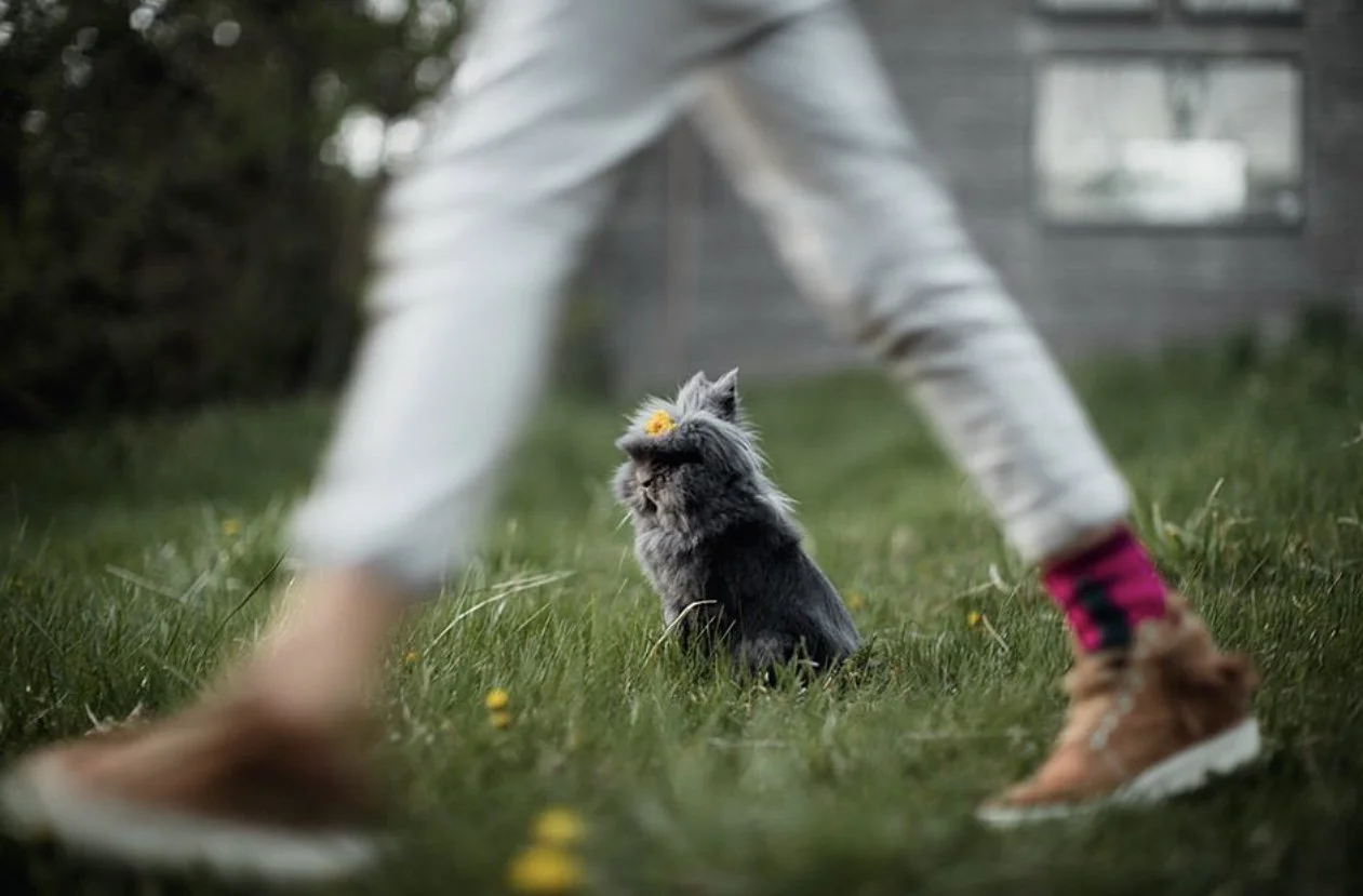 A gray and white cat sitting on green grass with small yellow flowers, seen from between a person's legs, with a building in the background.