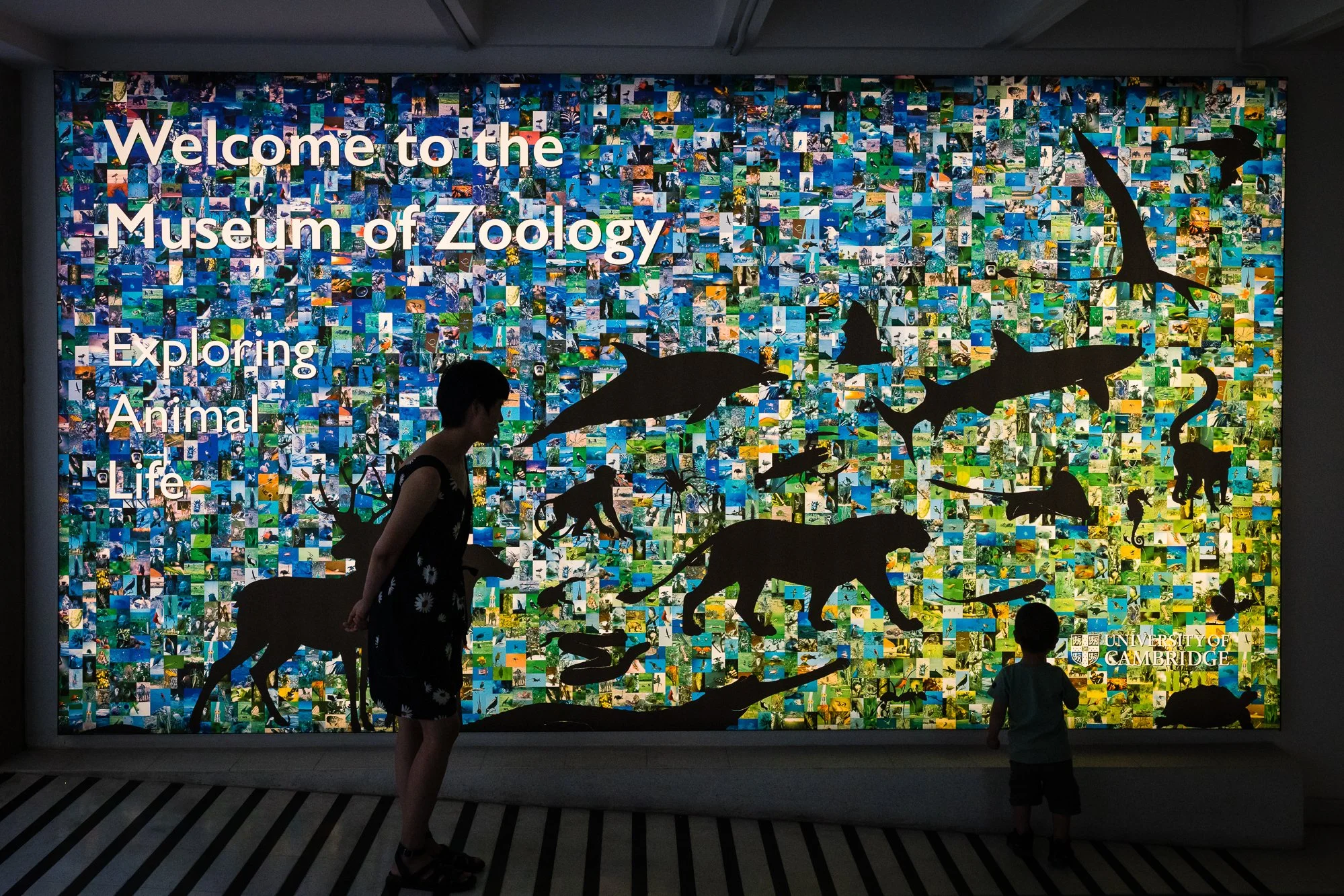 Silhouettes of various animals, including whales, dolphins, crocodiles, and insects, are displayed on a colorful mosaic background at the Museum of Zoology. A woman and a child are observing the display.