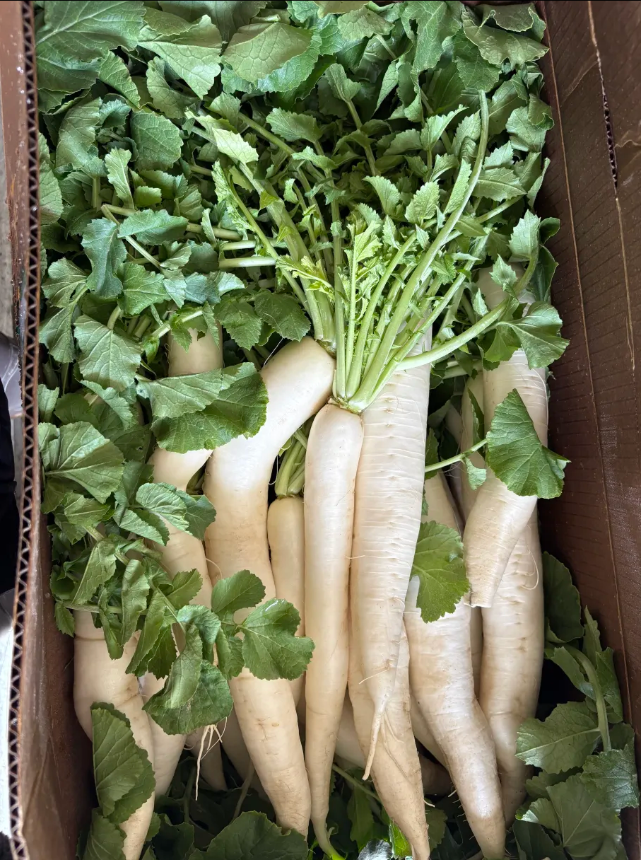 Daikon with Leaves