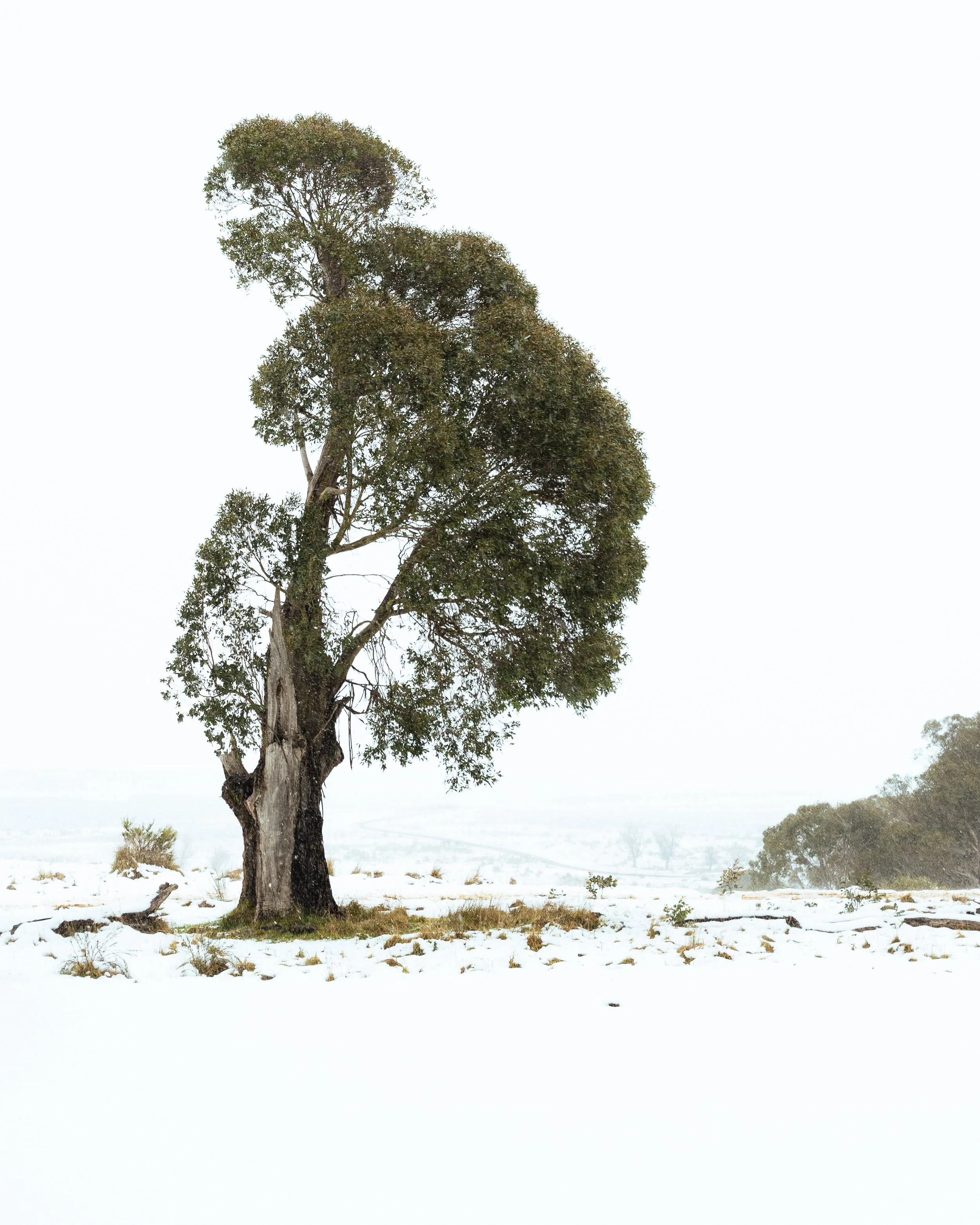 The Tree That Was for insta.jpg