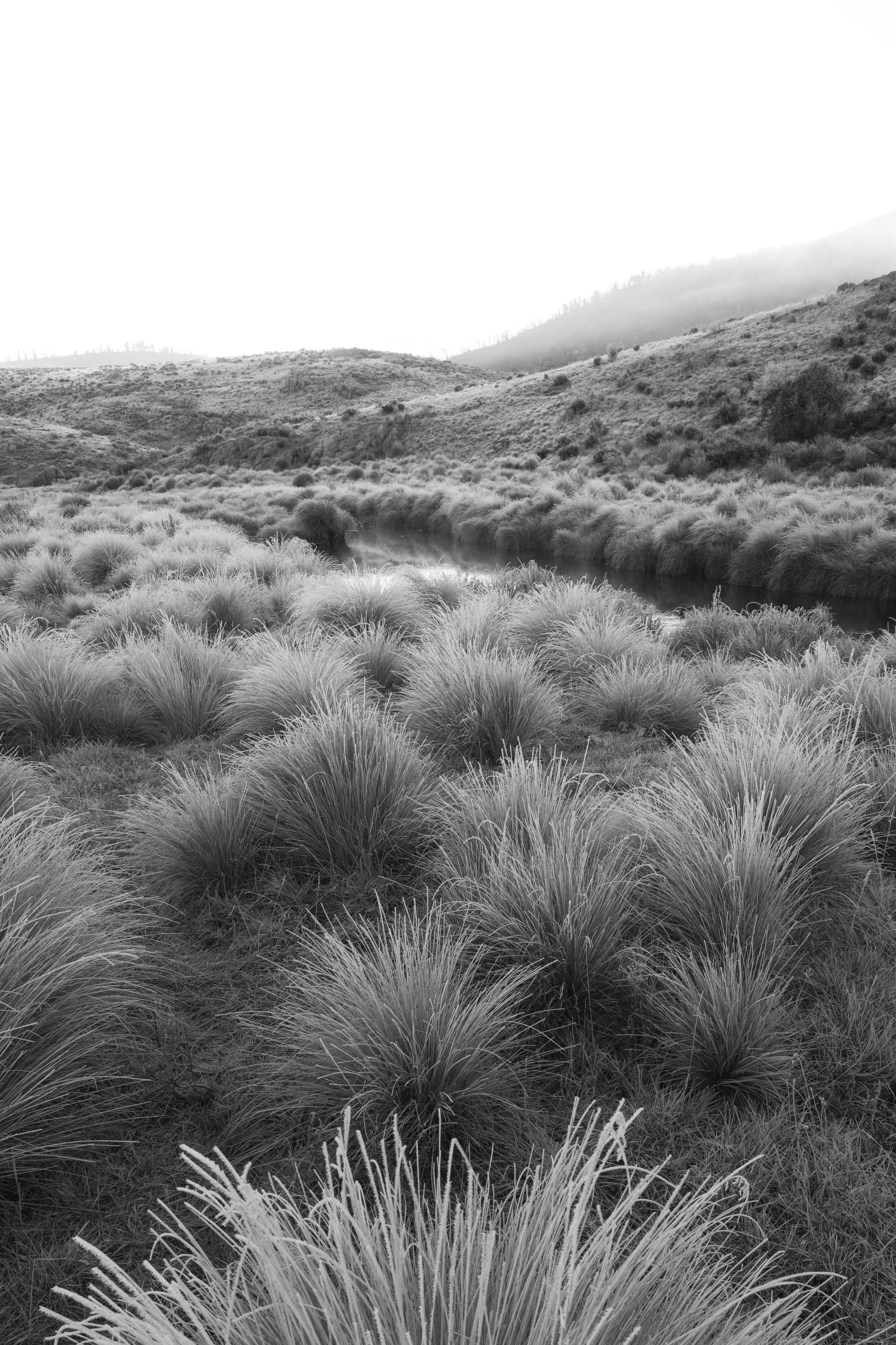 Textured Grasses Snowies 2x3 (insta).jpg