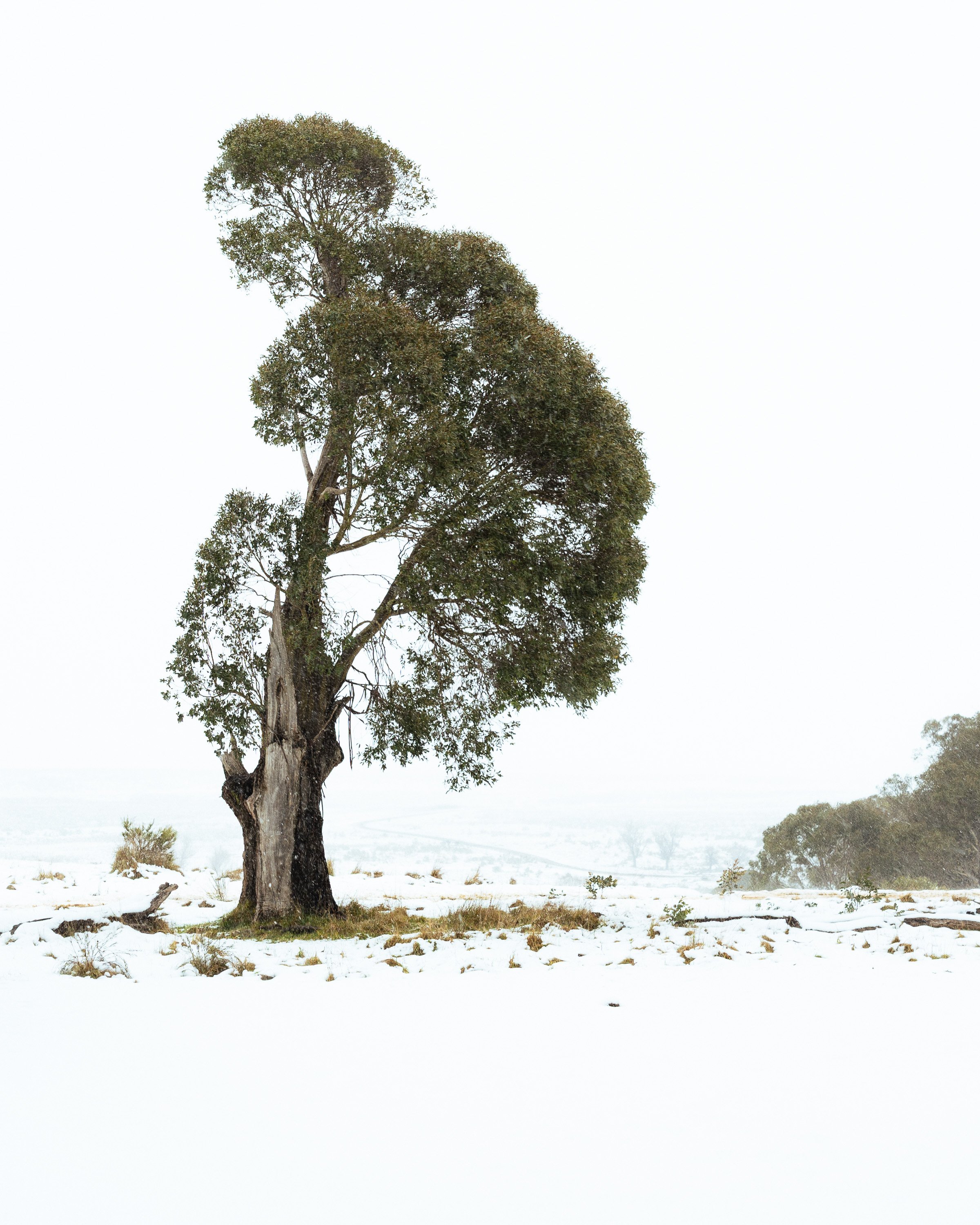The Tree That Was (for web).jpg