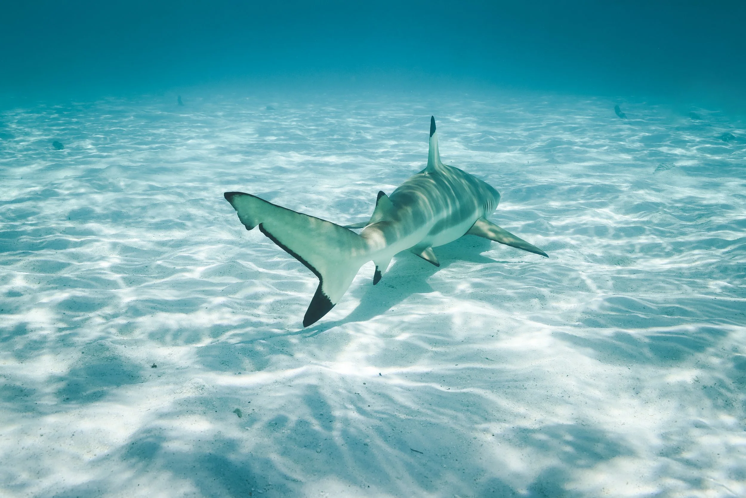 Requin nageant au fond de la mer sur un sable clair, avec un éclairage aquatique naturel.
