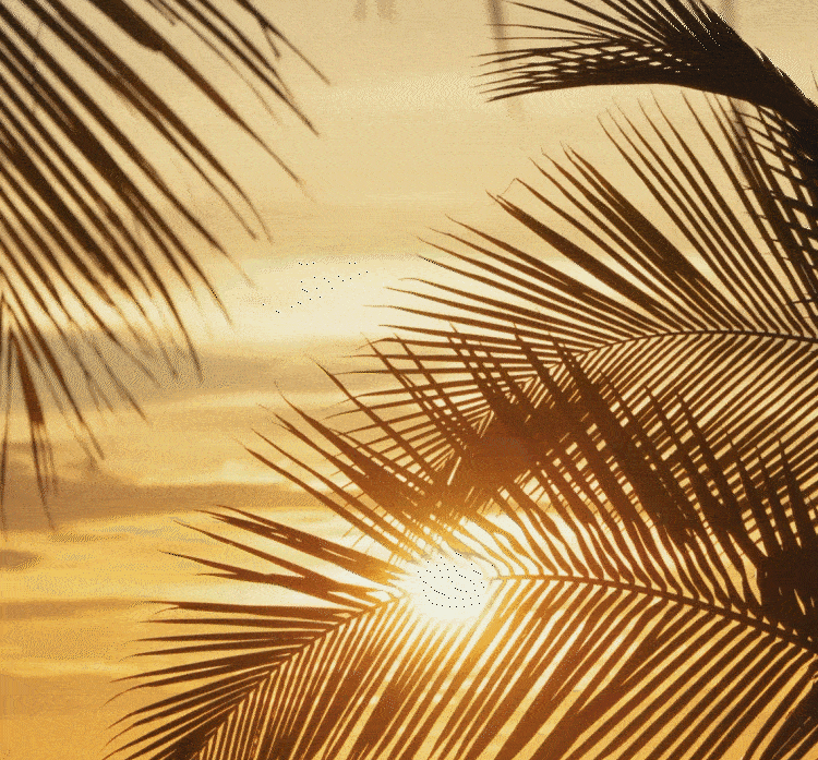 Silhouetted palm trees against a golden sunset sky with a partially visible sun.