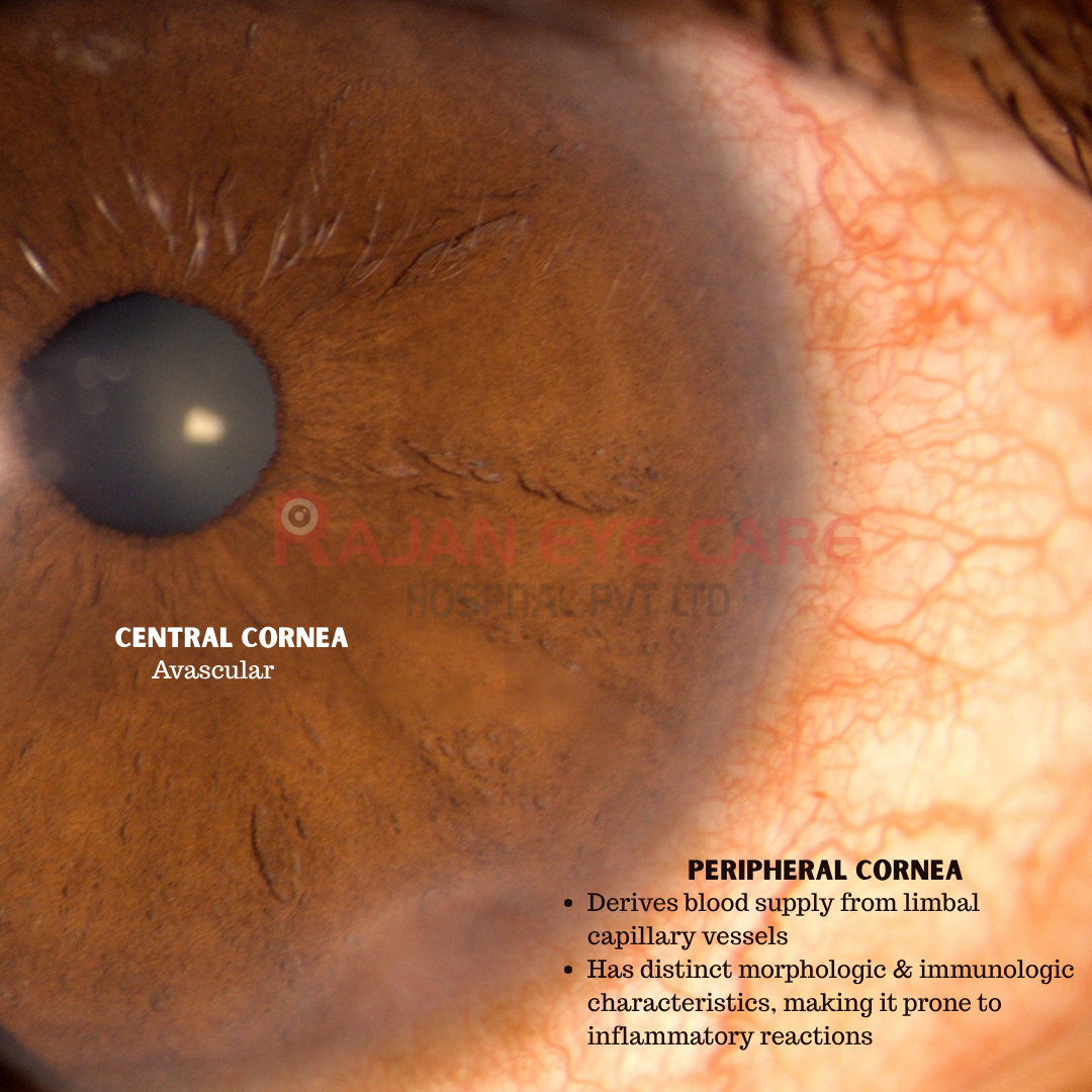 What are the differences between the central cornea and peripheral cornea?