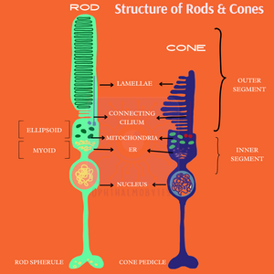Structure of Rods & Cones — Ophthalmobytes