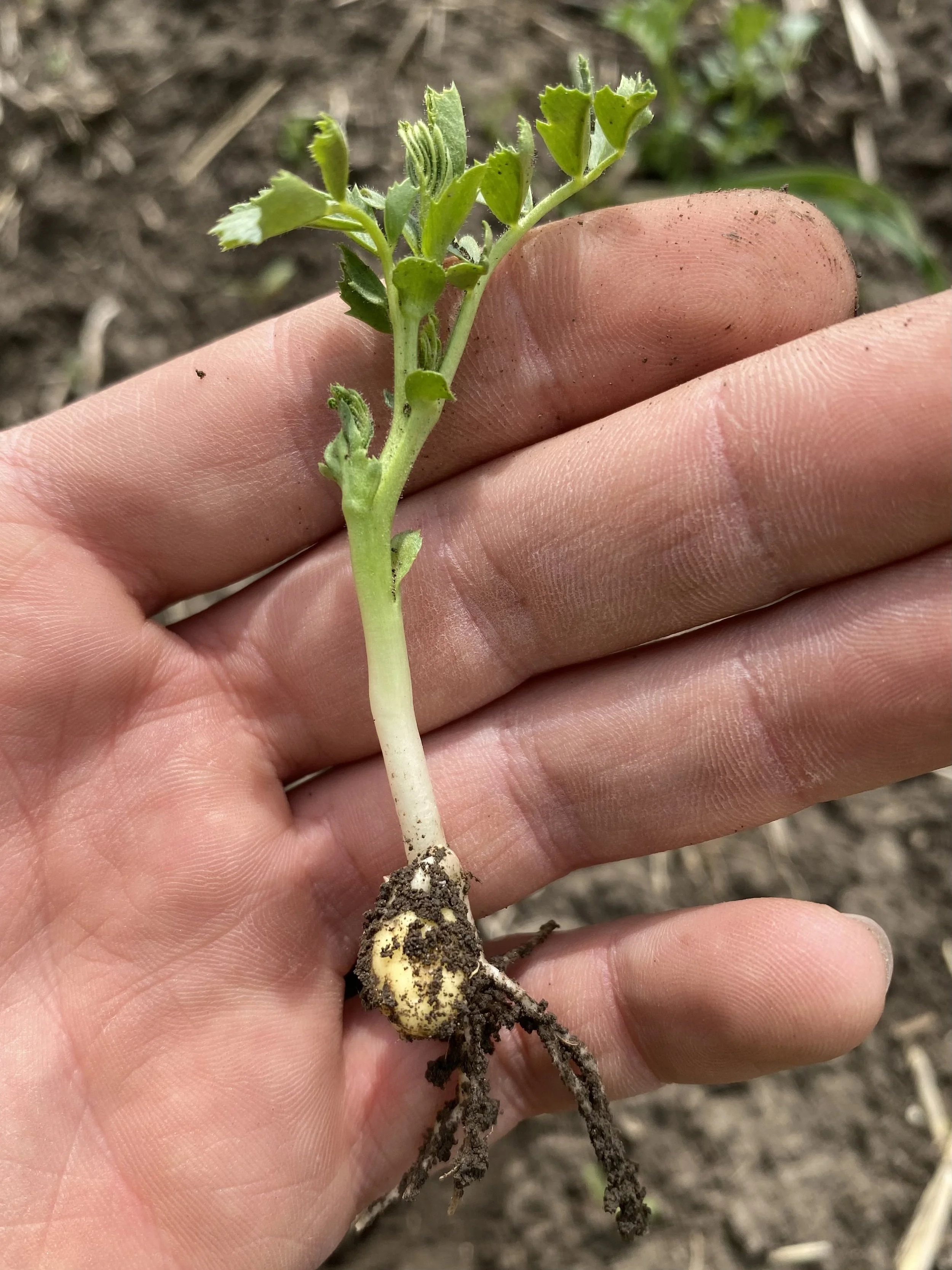 Una mano tiene una piantina con radici e foglie verdi, piantata nel terreno.