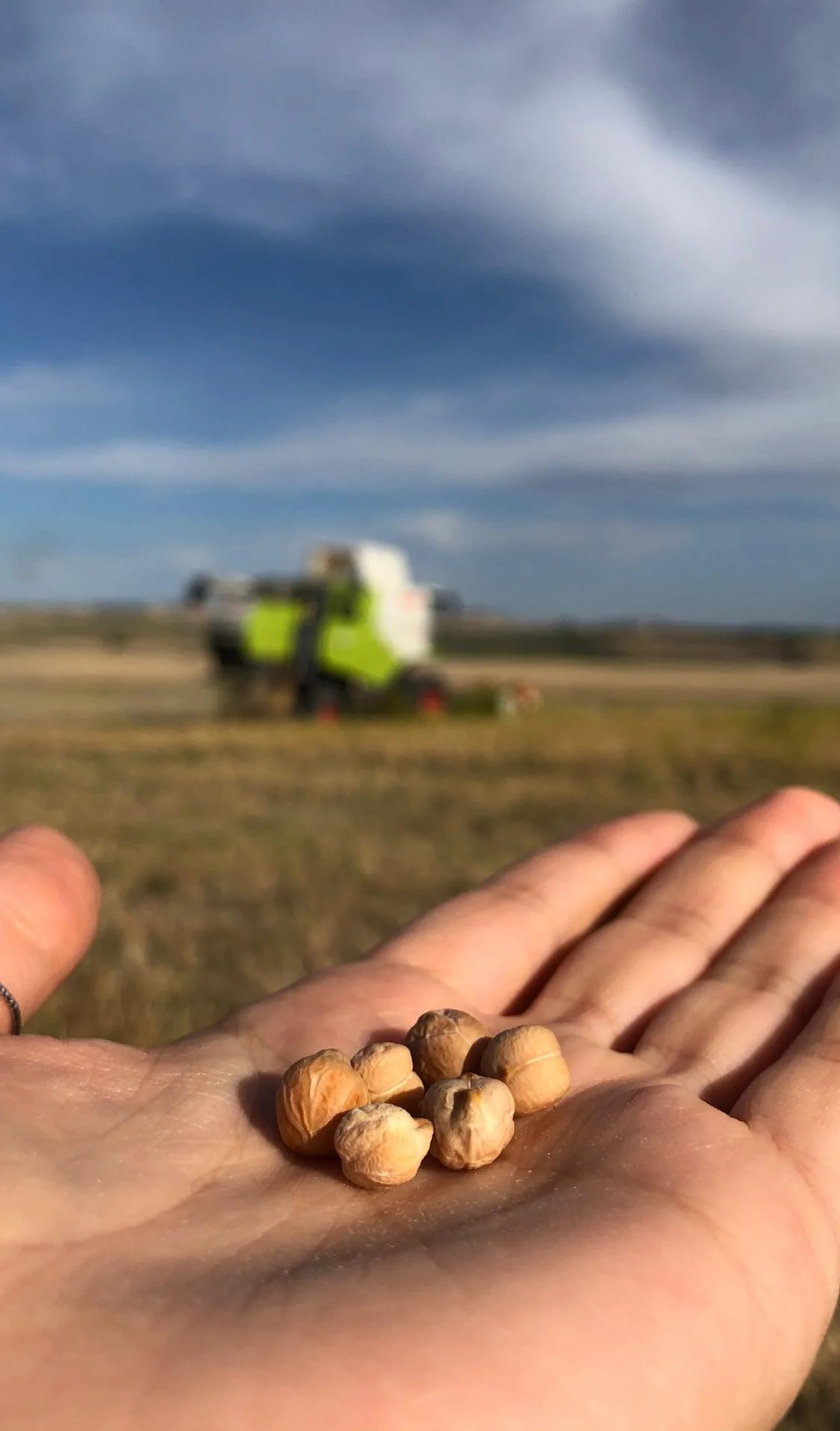 Semi di ceci in mano con un campo e un trattore sfocato sullo sfondo sotto un cielo nuvoloso.