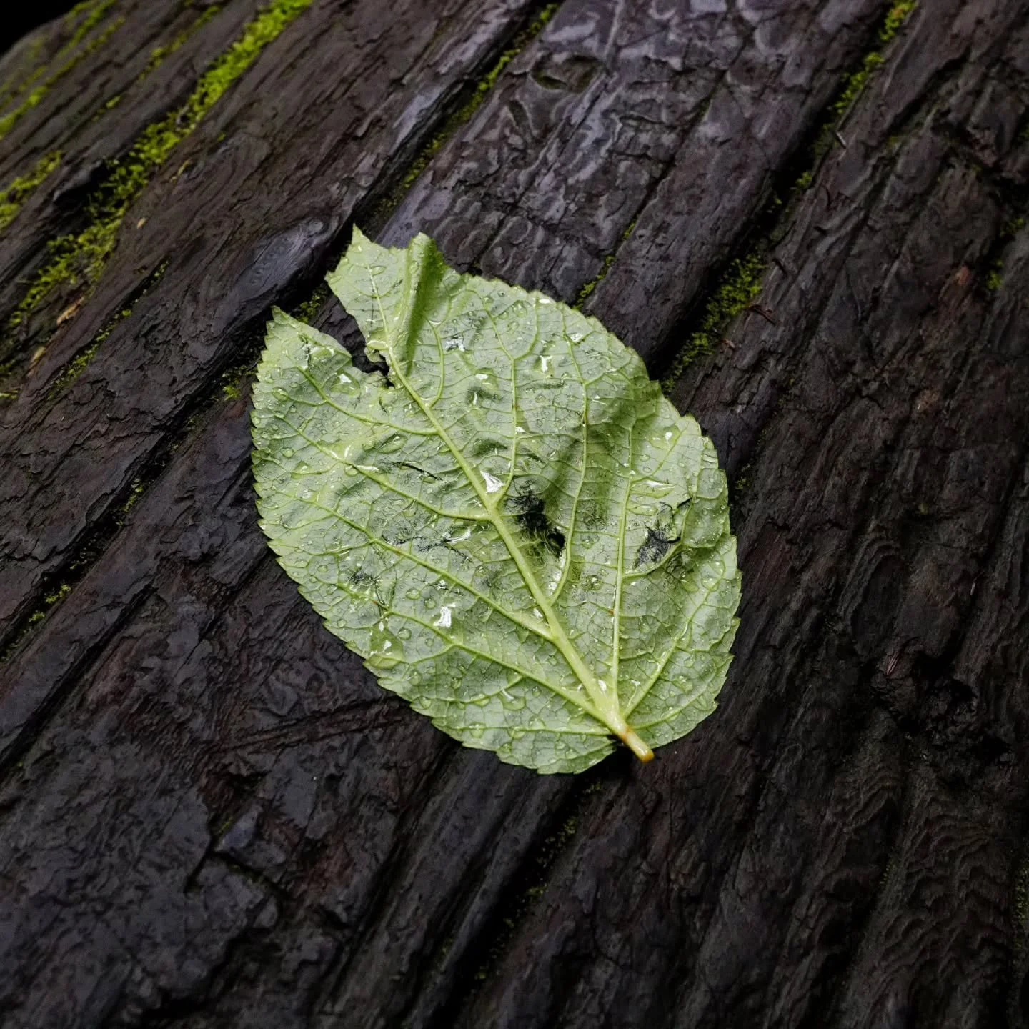 #nature #puissante #geants #vert #sequoia