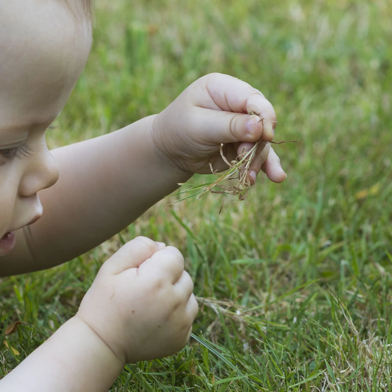 Un bébé les bras à l'air allongé sur une pelouse manipule des herbes et découvre la nature en été à Dinan en Bretagne.