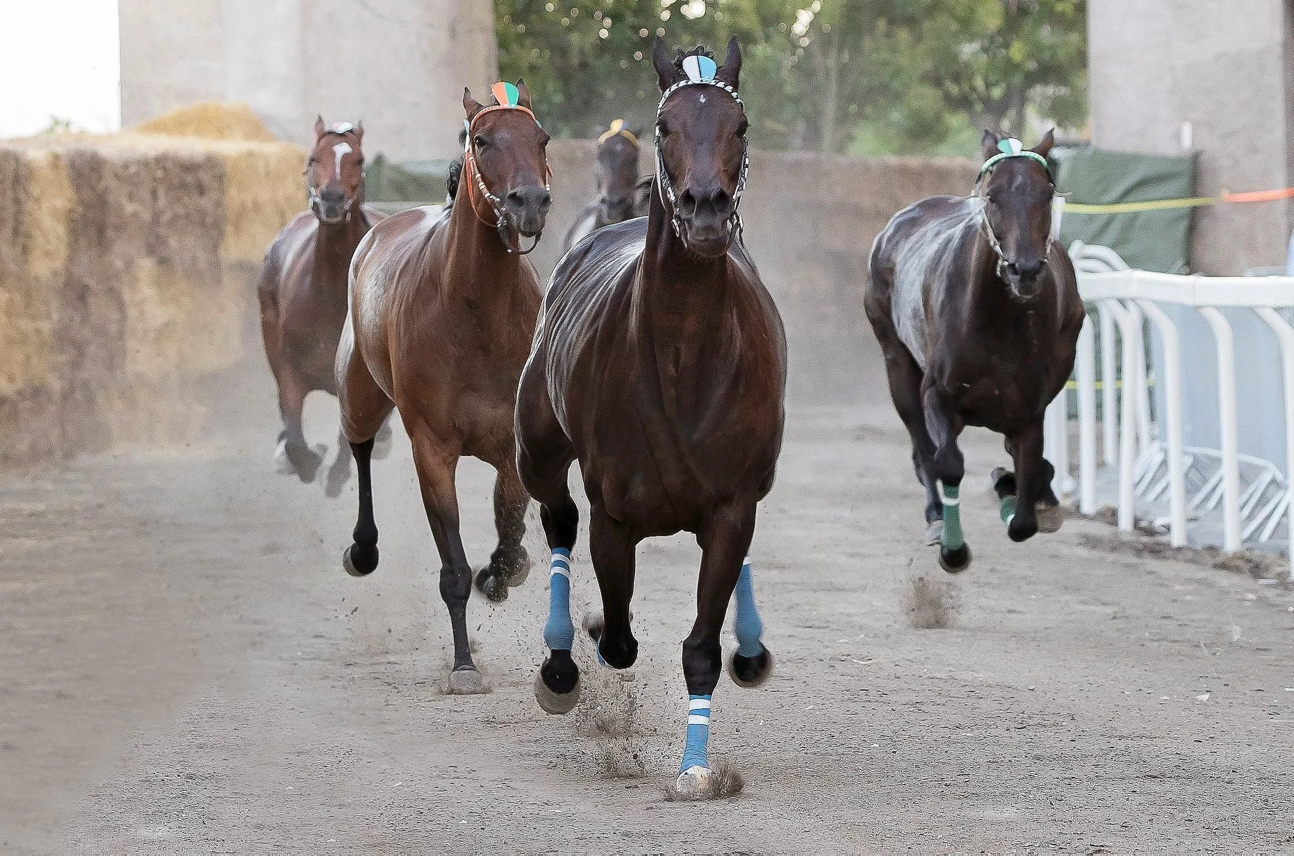 Le corse a vuoto di Ronciglione, i cavalli passano l'arco scossi dal vento Palio di S.Bartolomeo.