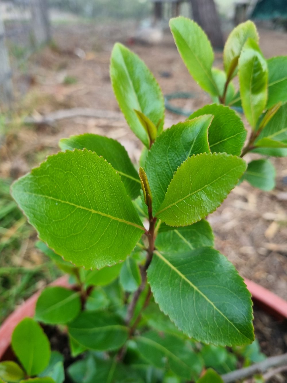 Catha edulis Khat Qat Kat seeds x10  JosheSeeds