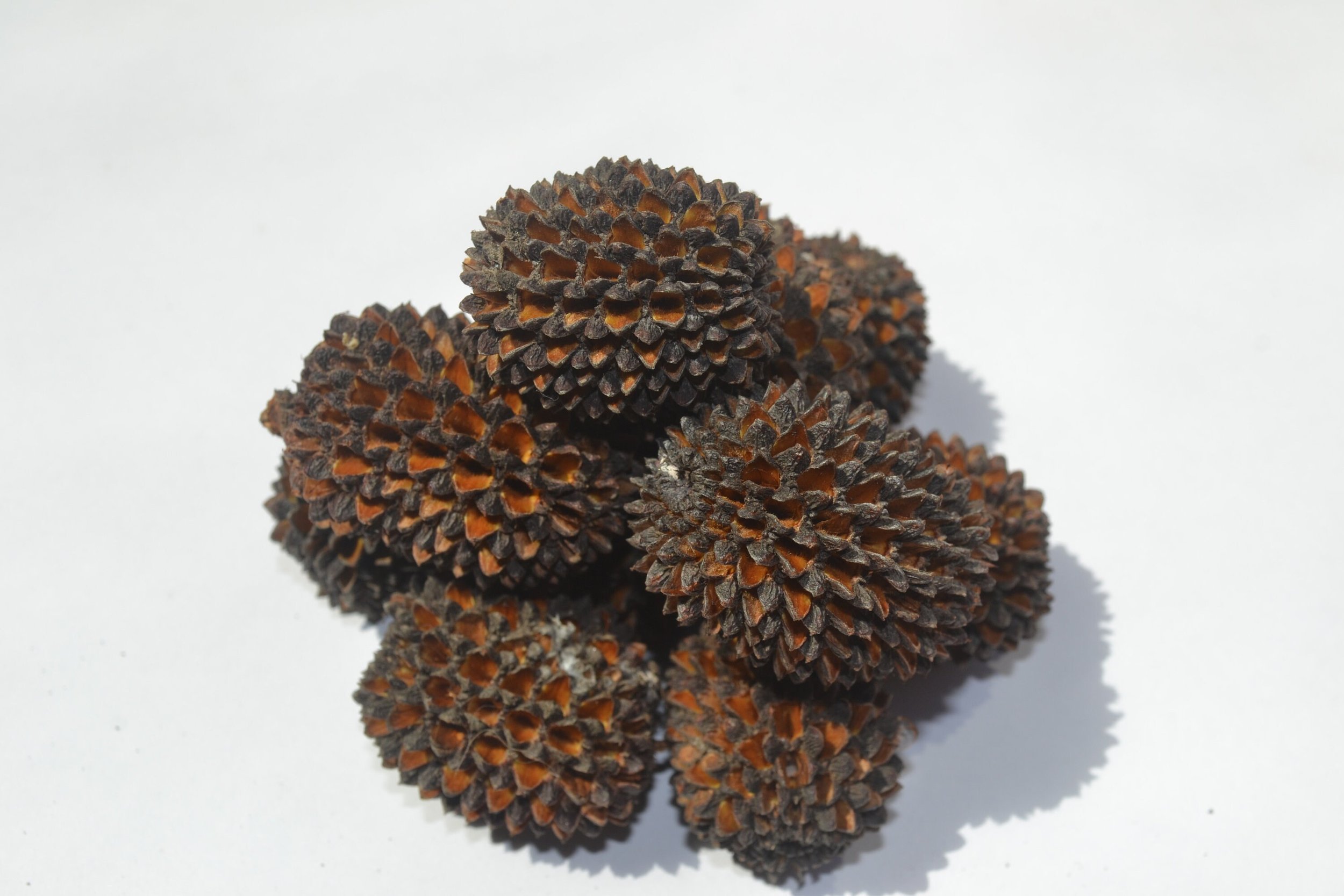 sheoak.jpg