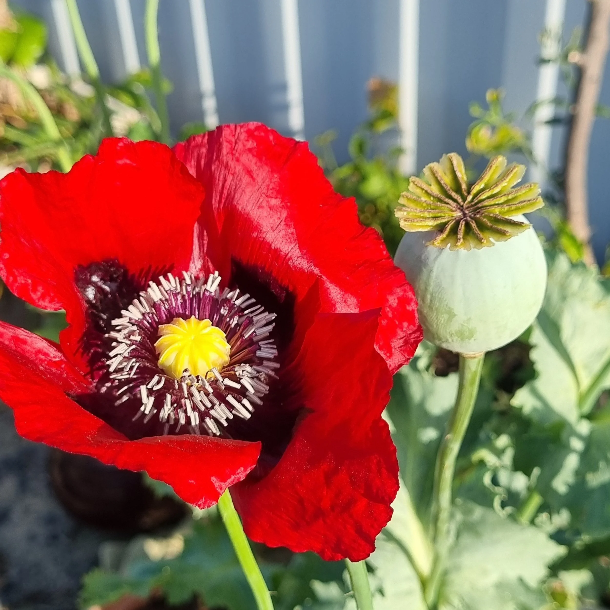 Scarlet Red Poppy Papaver Somniferum