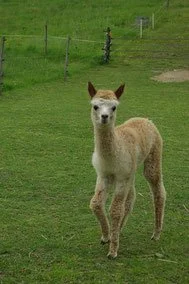 Ein Cria auf einer grünen Weide.