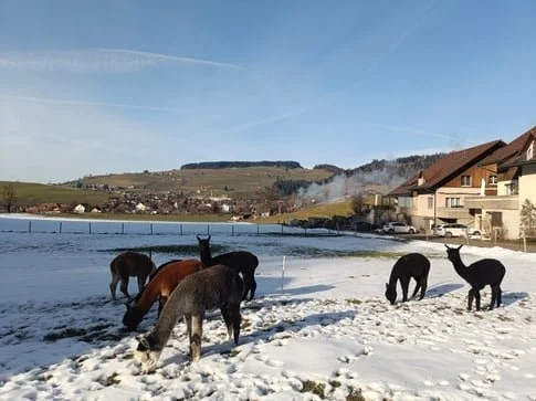 🌿 Freie Tagesstrukturplätze 🌿