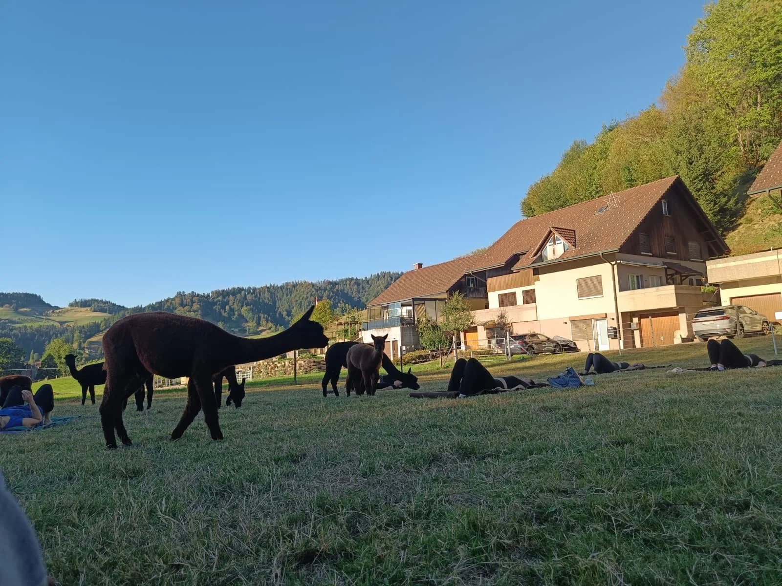 Eine Stunde voller Entspannung auf der Alpakaweide