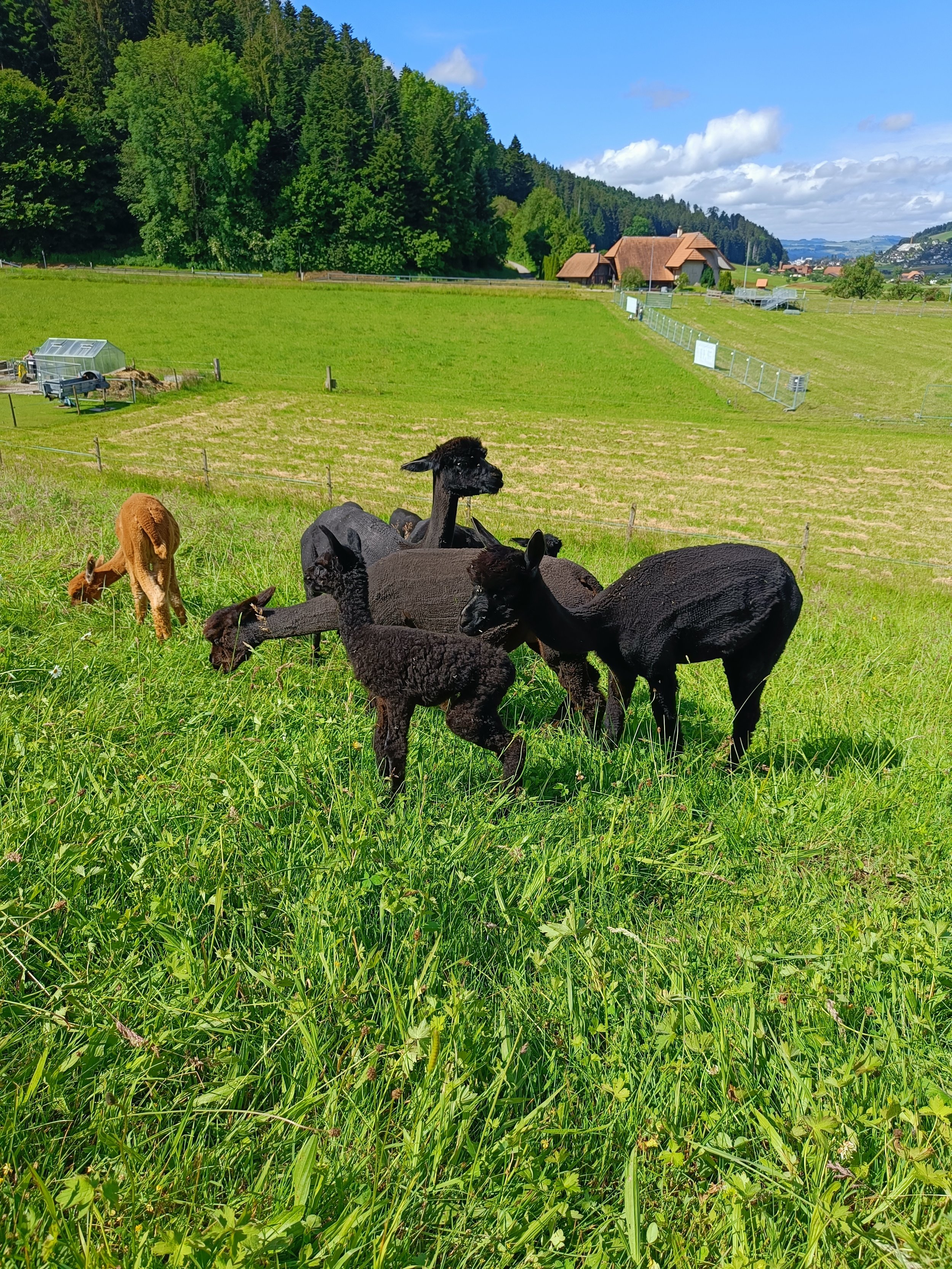 Ein Herz für die schwarze Zucht.
