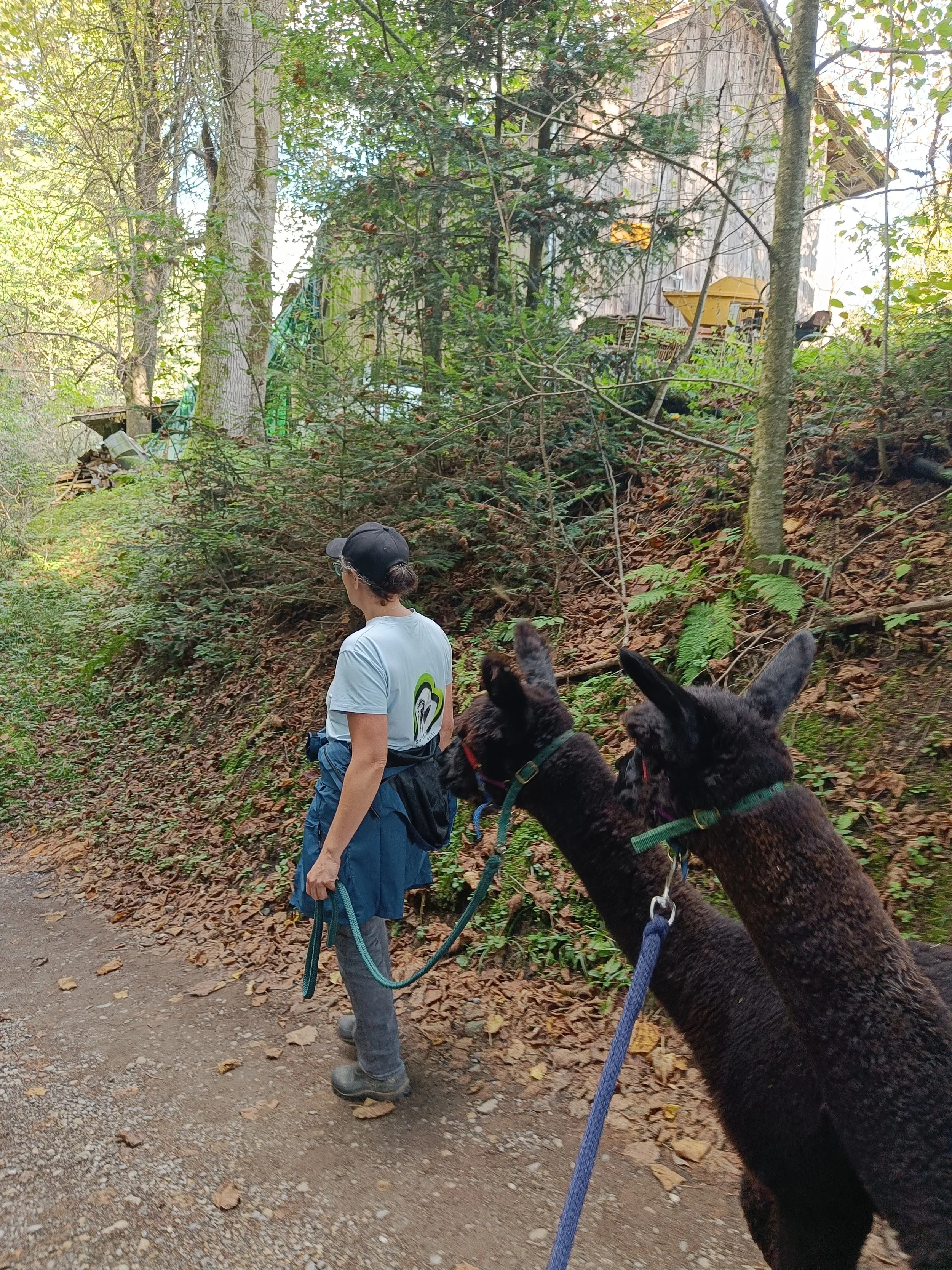 Tiergestützte Resilienz, aktives Coaching.