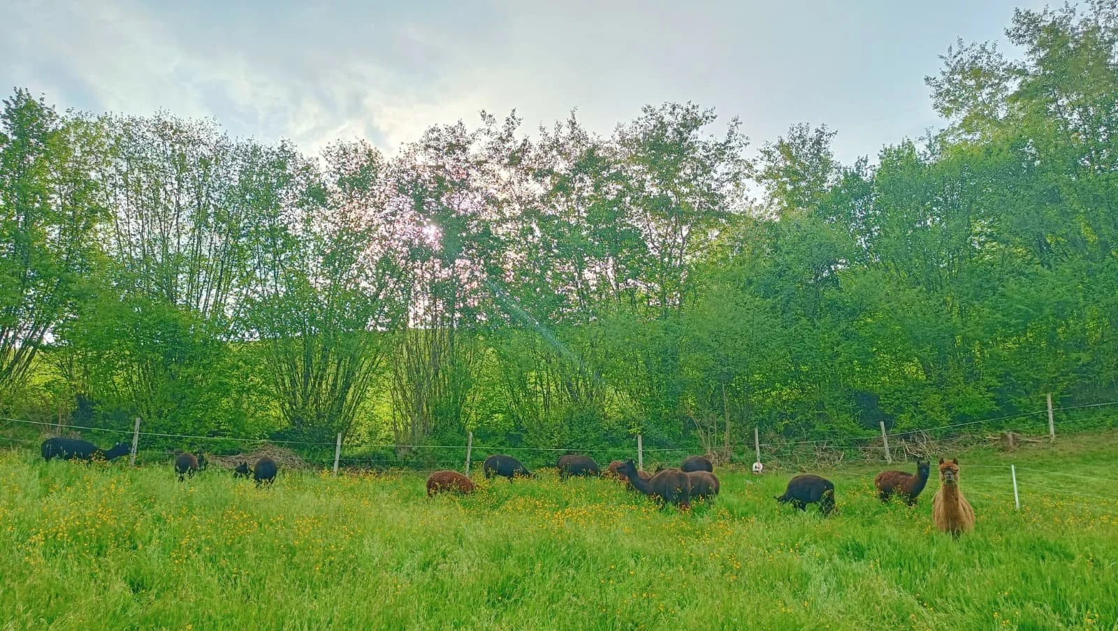 Tierwohl bei alpakaaktiv / Alpakas als Mitarbeiter mit Respekt & Grenzen