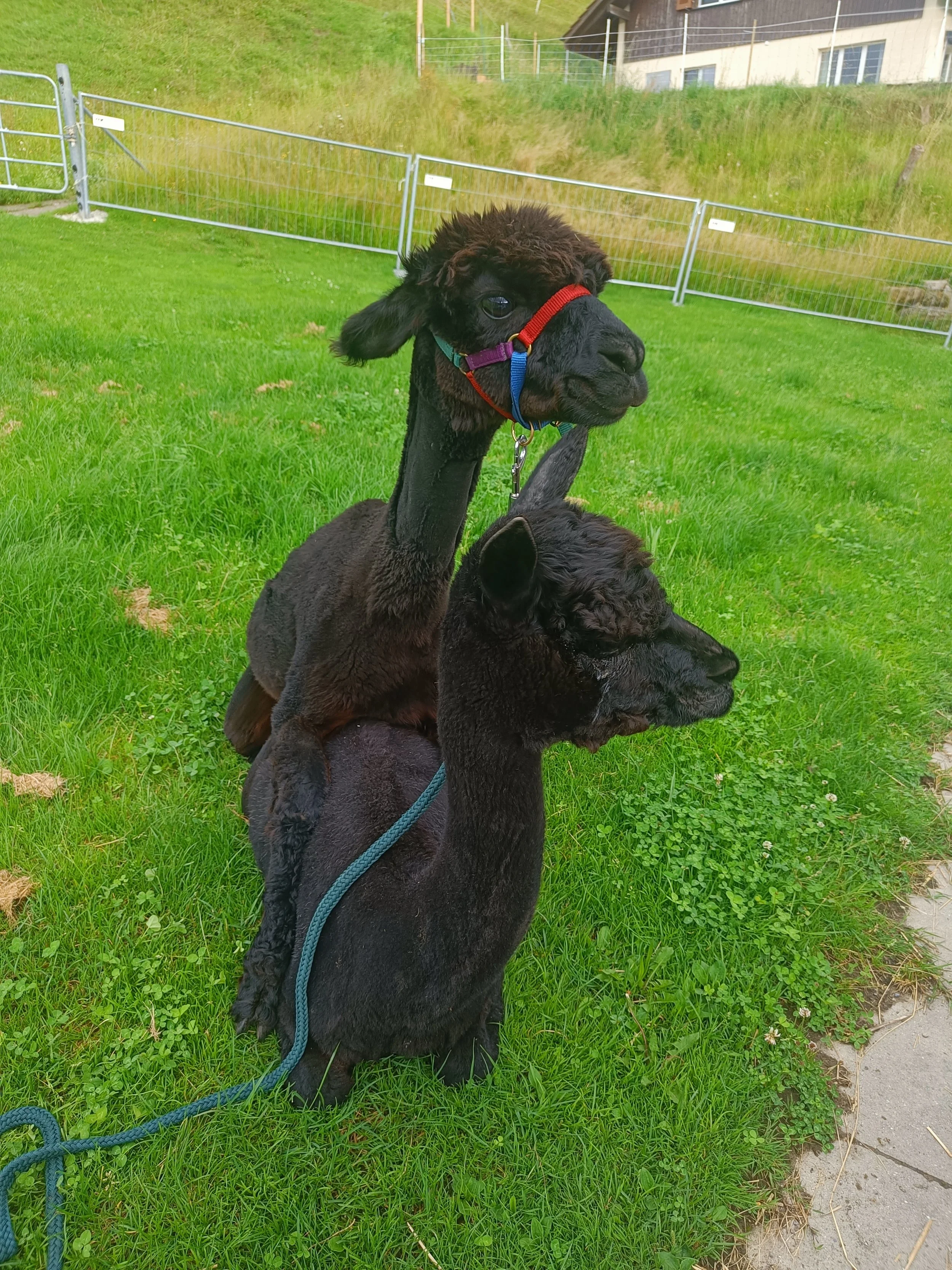 Wir bieten auch Deckservice an.