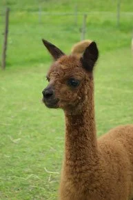 Alpaka in einer grünen Wiesenlandschaft