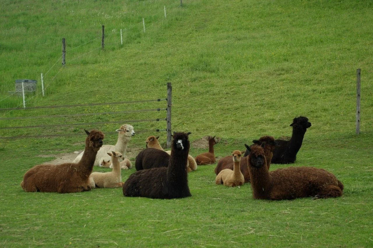 Mehrere Alpakas und Lamas in einer grünen Wiese, einige sitzen und einige liegen.