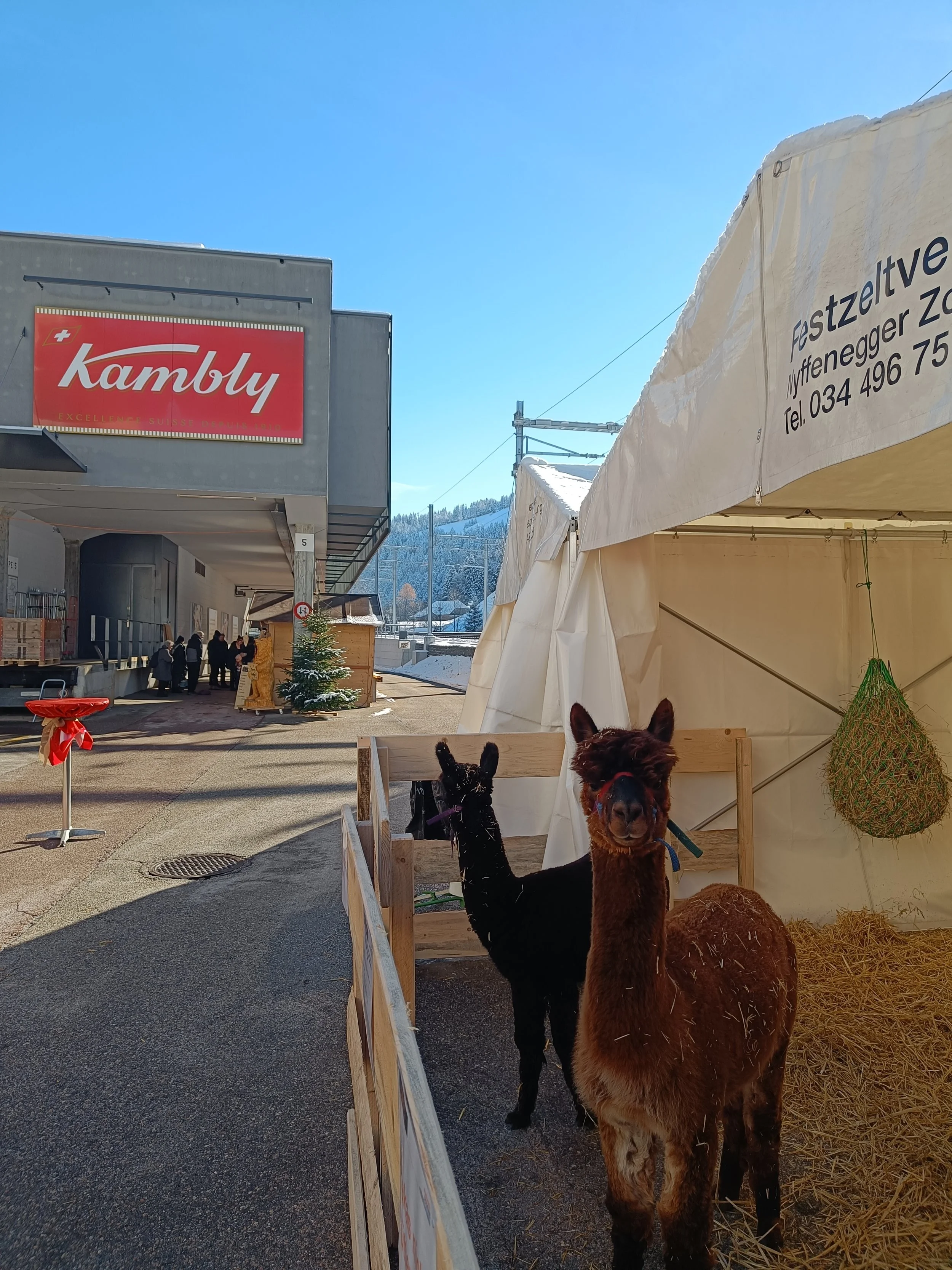 Alpakas vor Ort an einem Markt.