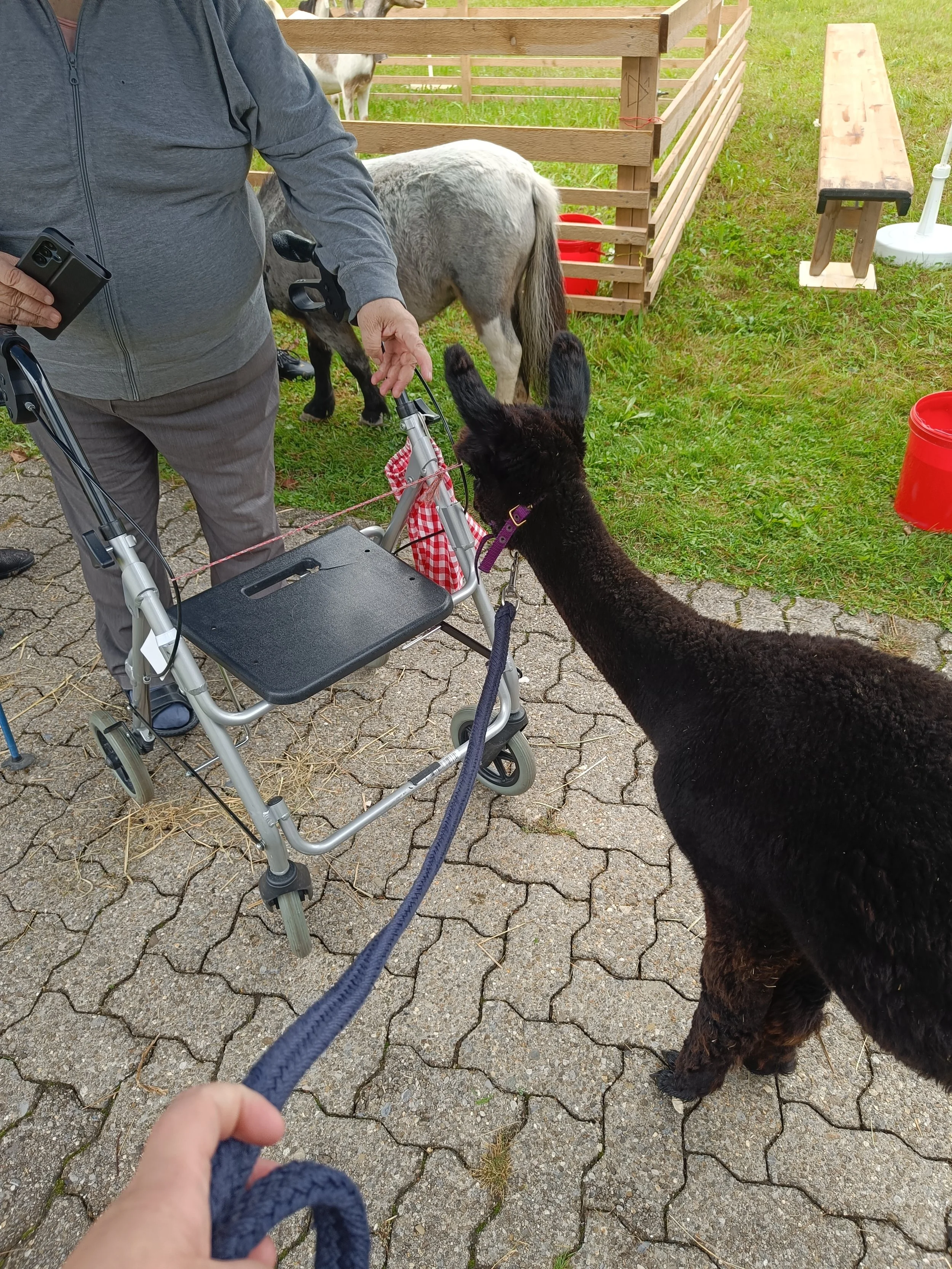 Tiergestützte Intervention, zu Besuch in einer Institution.