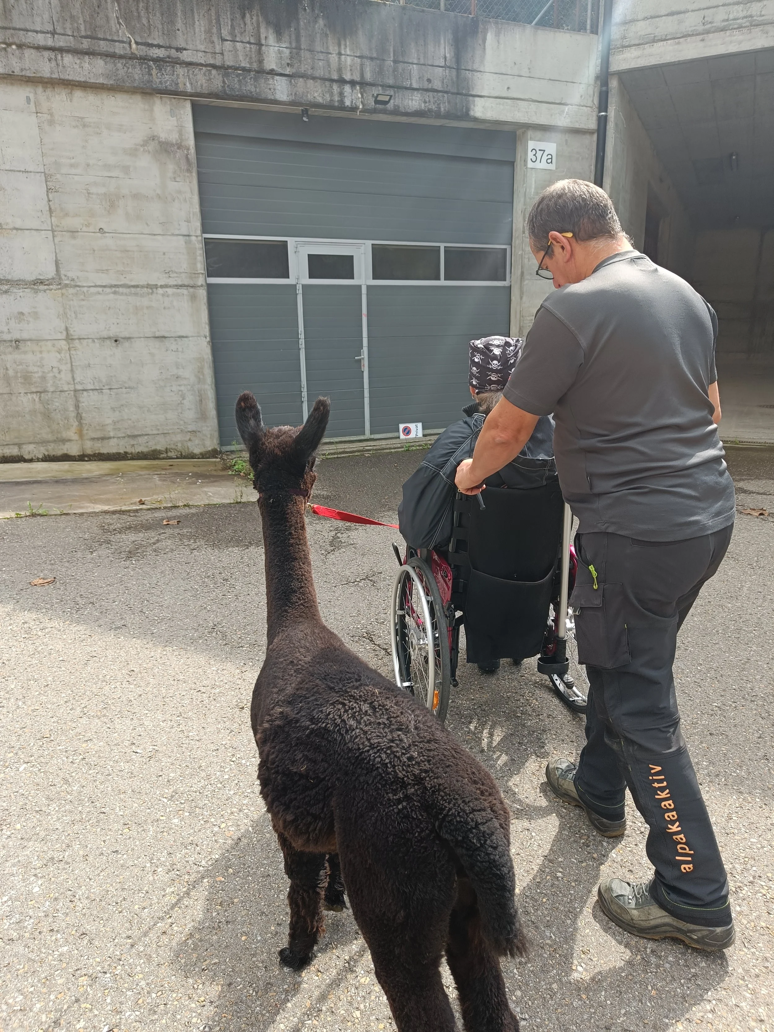 Tiergestützte Intervention, Therapie auf dem Gelände von alpakaaktiv.
