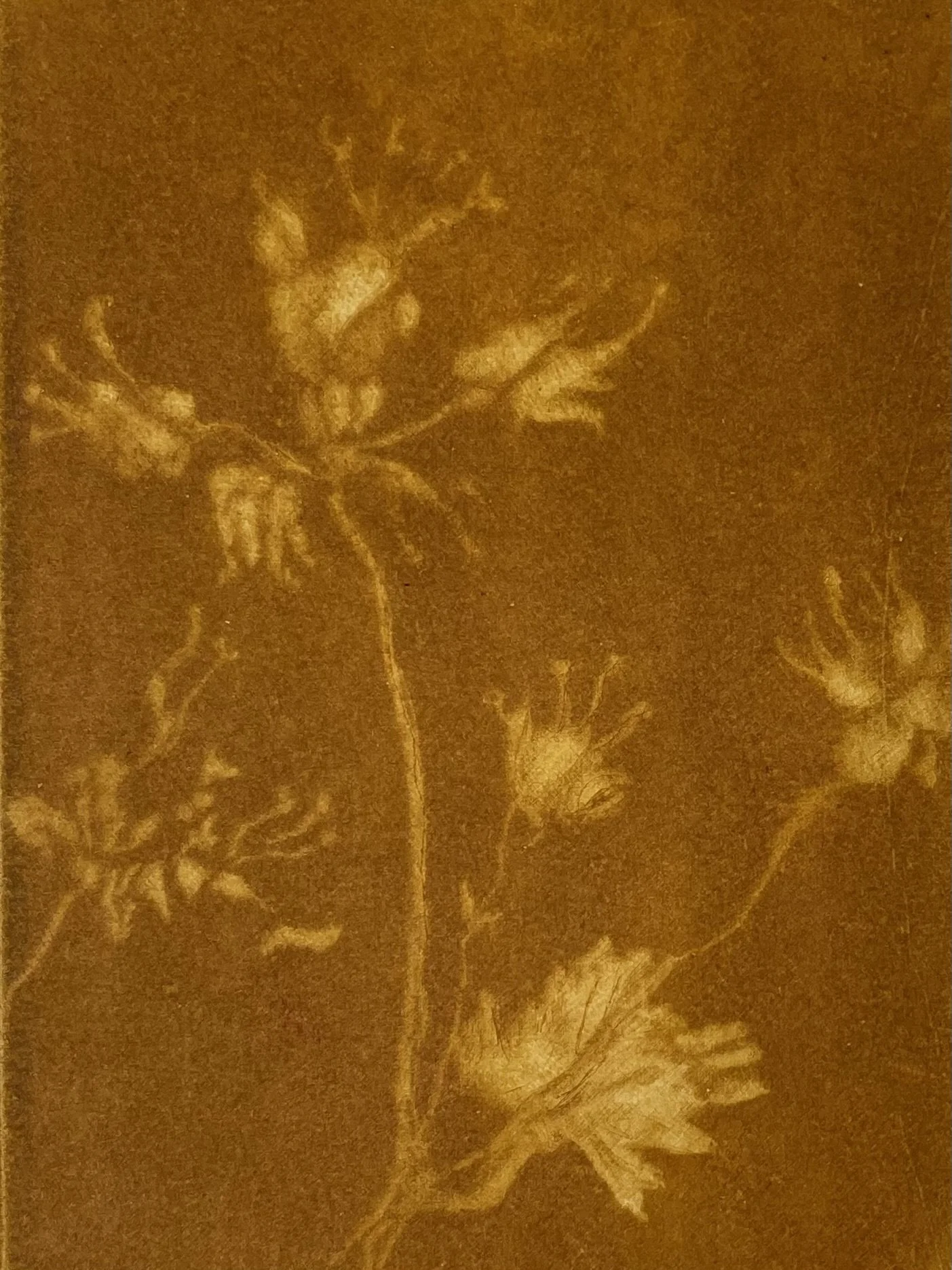 Lille og vild - okker variation