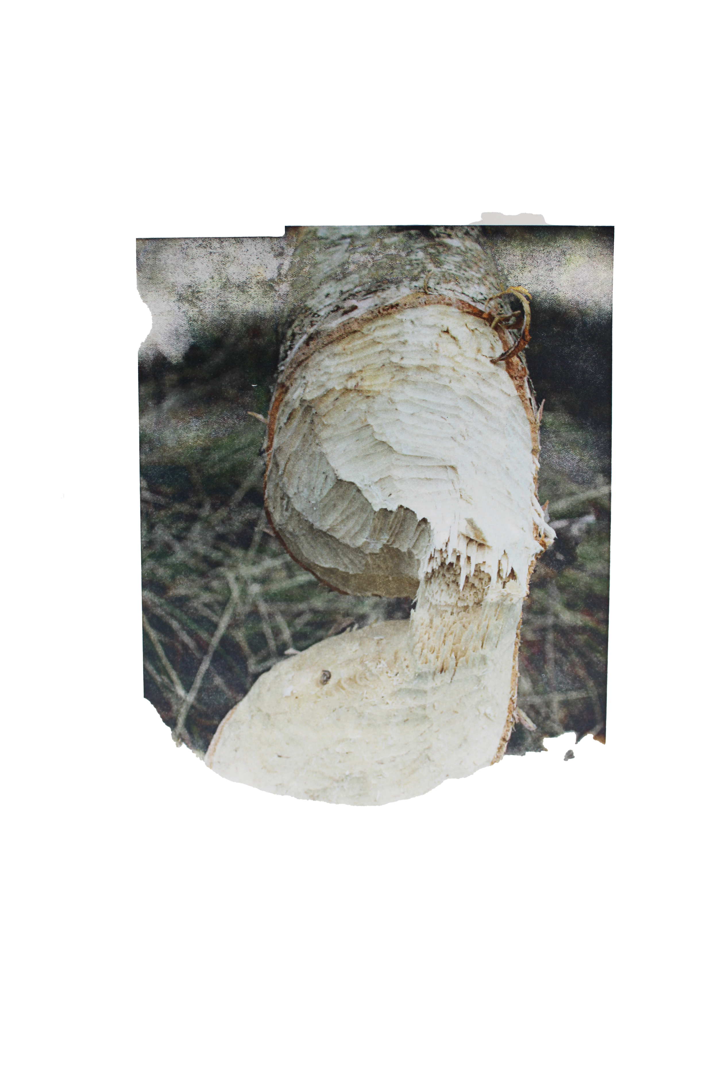 Bamff printmaking felled tree in process.png