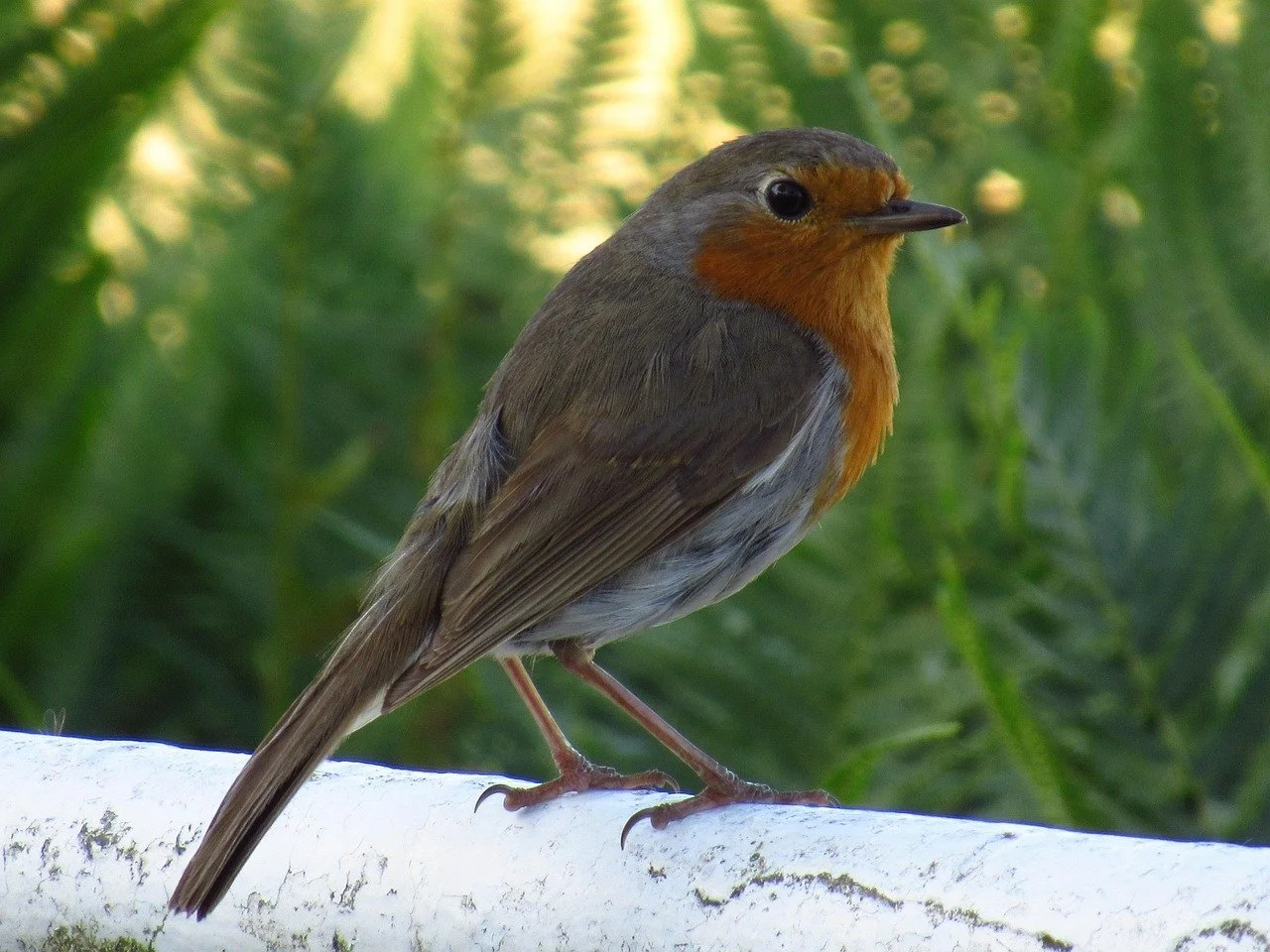 Rockin' Robin.jpg