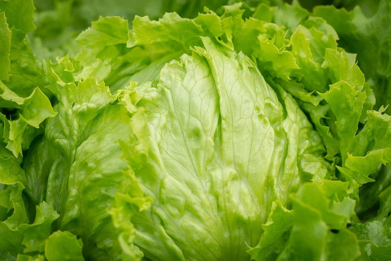 Lettuce.jpg