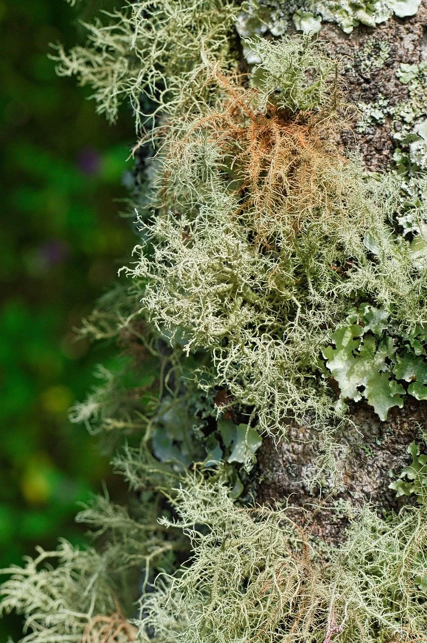 Lichen.jpg