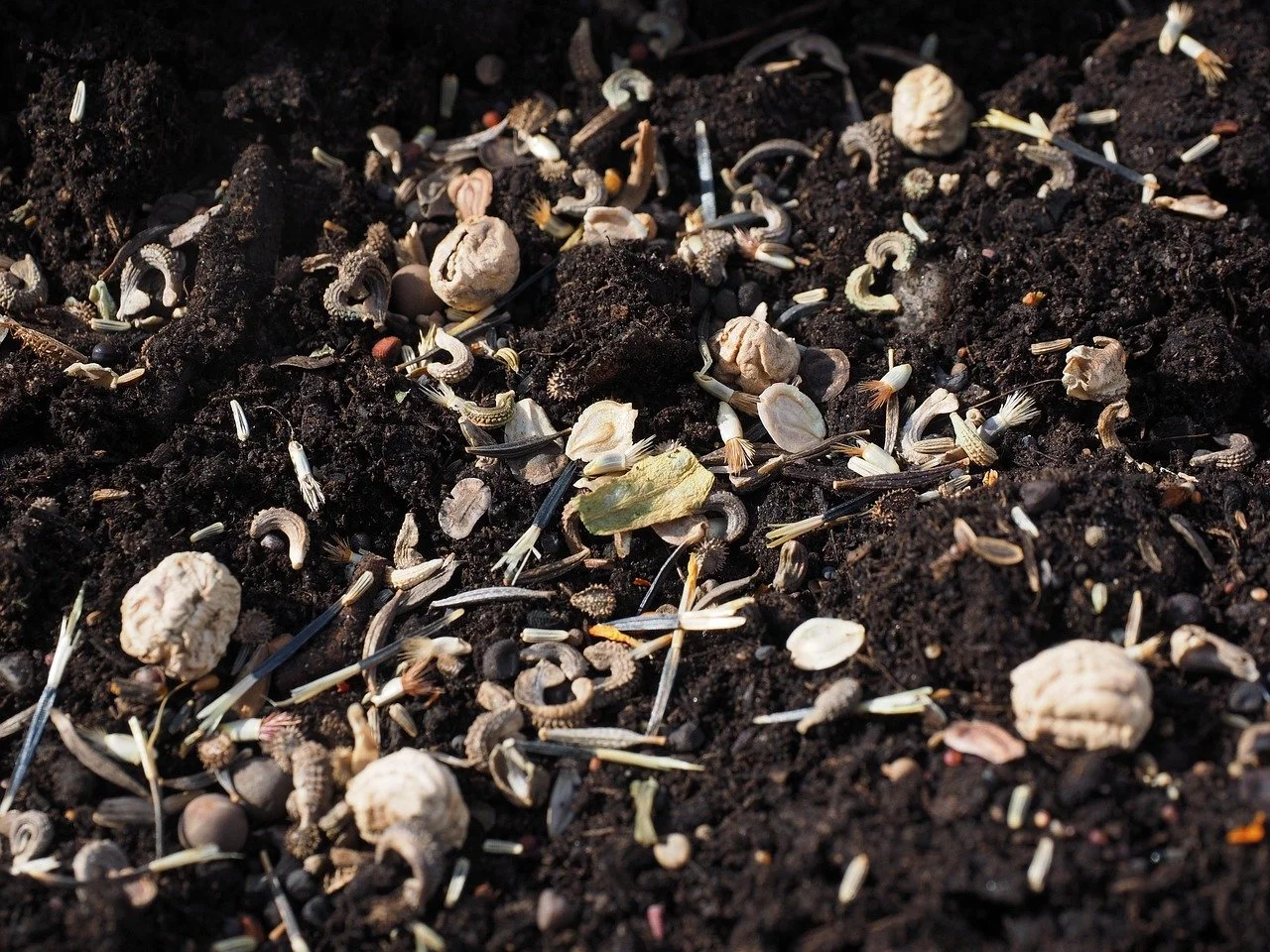 Seeds and Soils.jpg