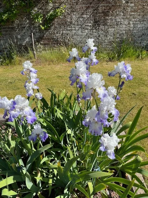 Irises.jpeg