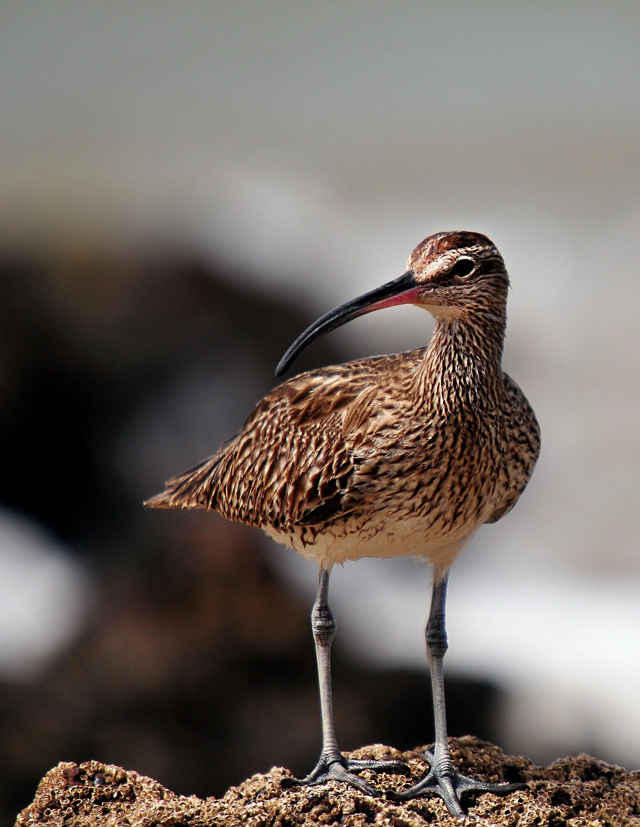 denisdoukhan-whimbrel-621376.jpg