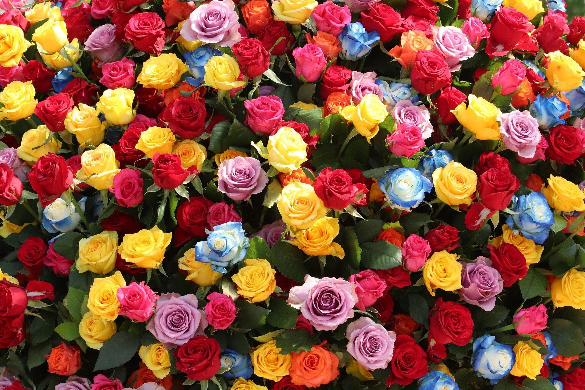 heungsoon-rose-4228704_1920.jpg
