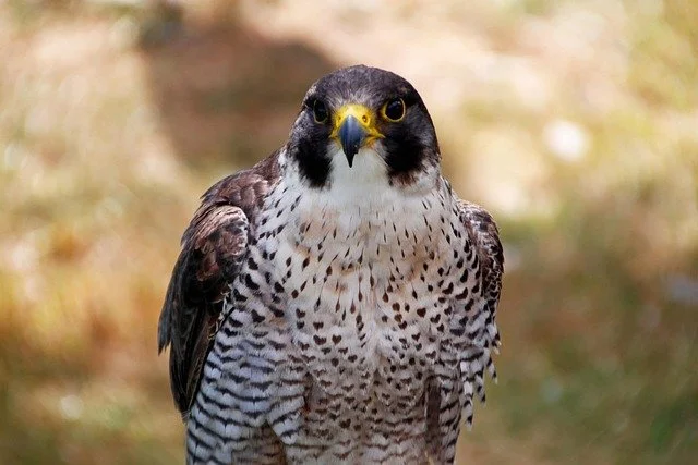 jasmin777-peregrine-falcon-3616708_640.jpg