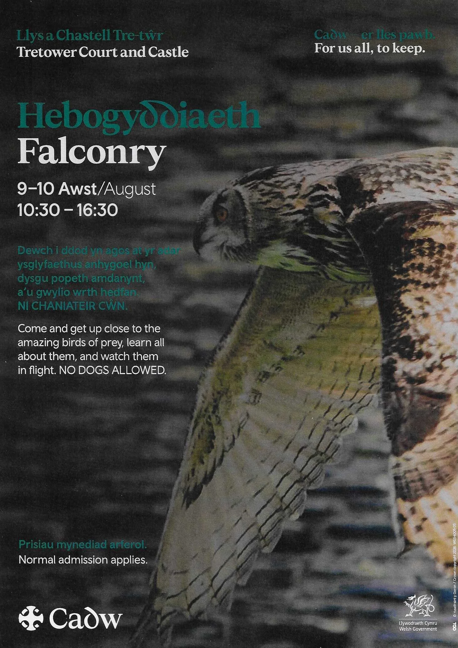 Aug.9-10.Falconry.jpeg