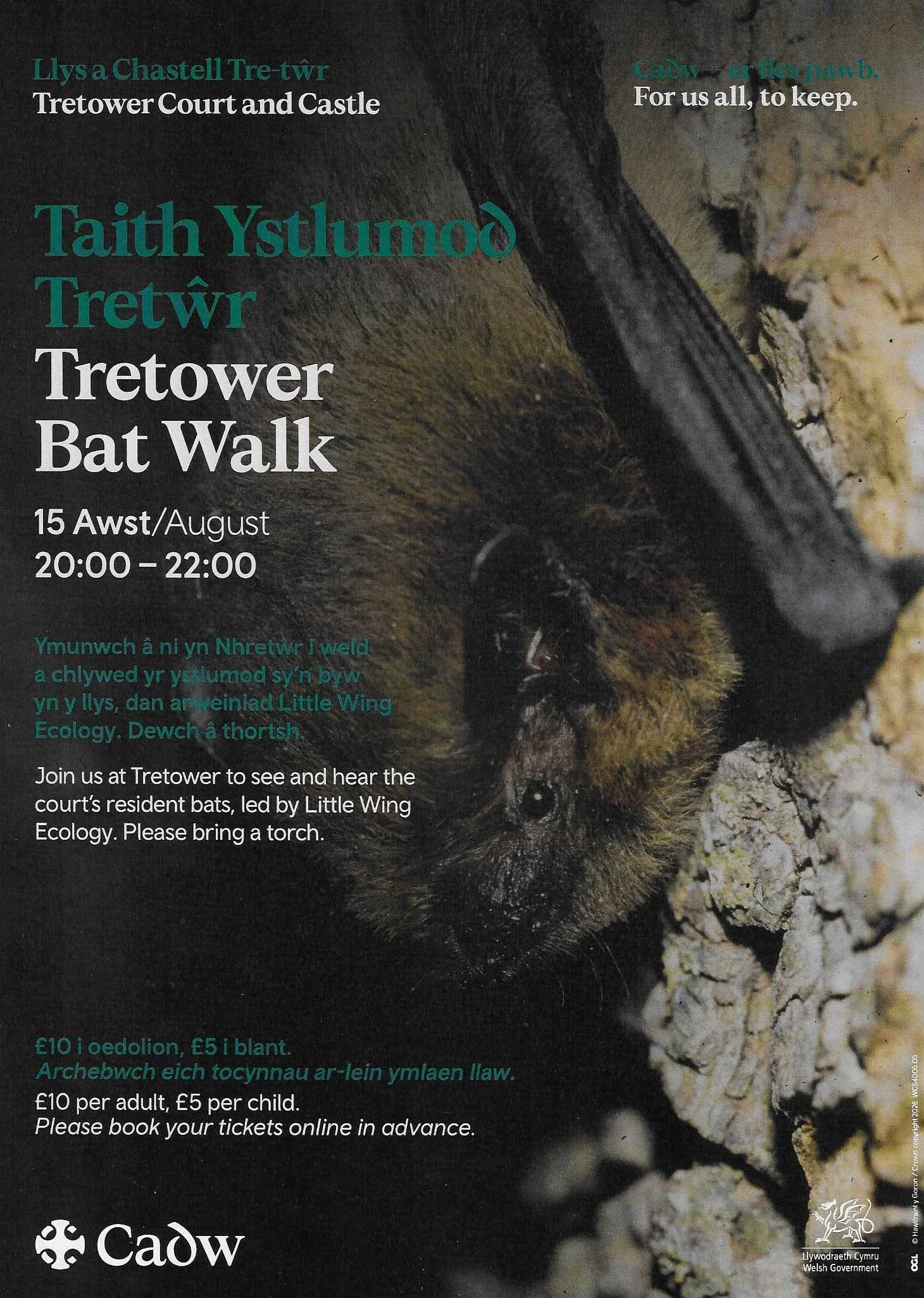 Tretower Bat Walk