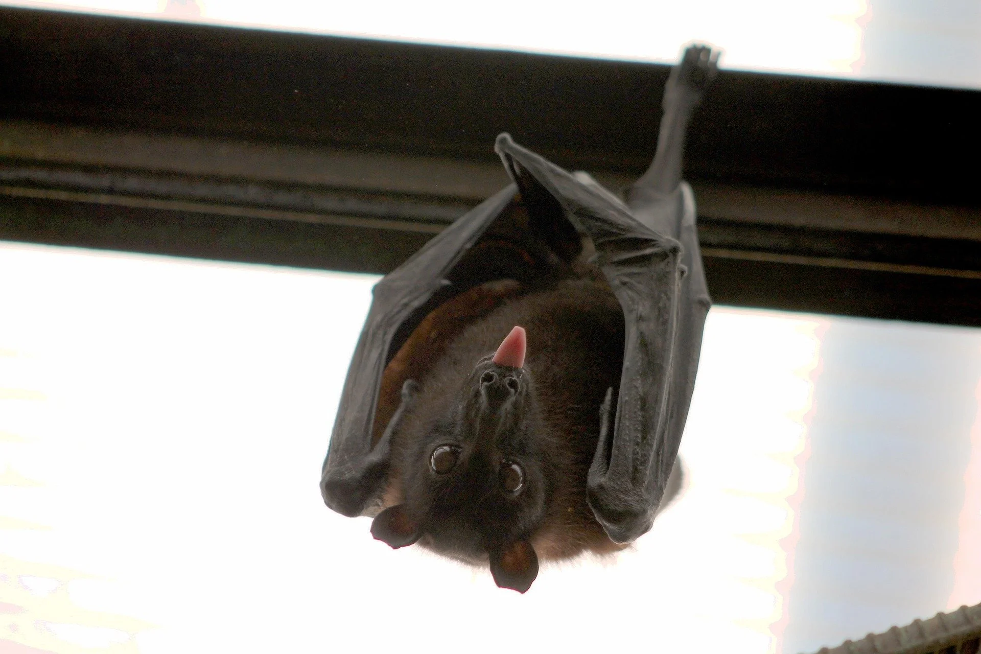 jochemy-bat-1268650_1920.jpg