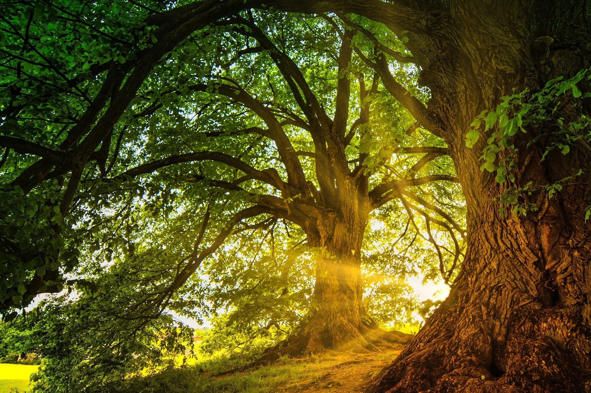 jplenio-trees-8563877_1920.jpg