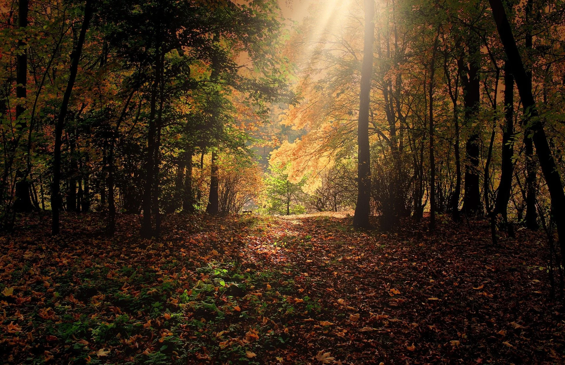 132369-autumn-287393_1920.jpg