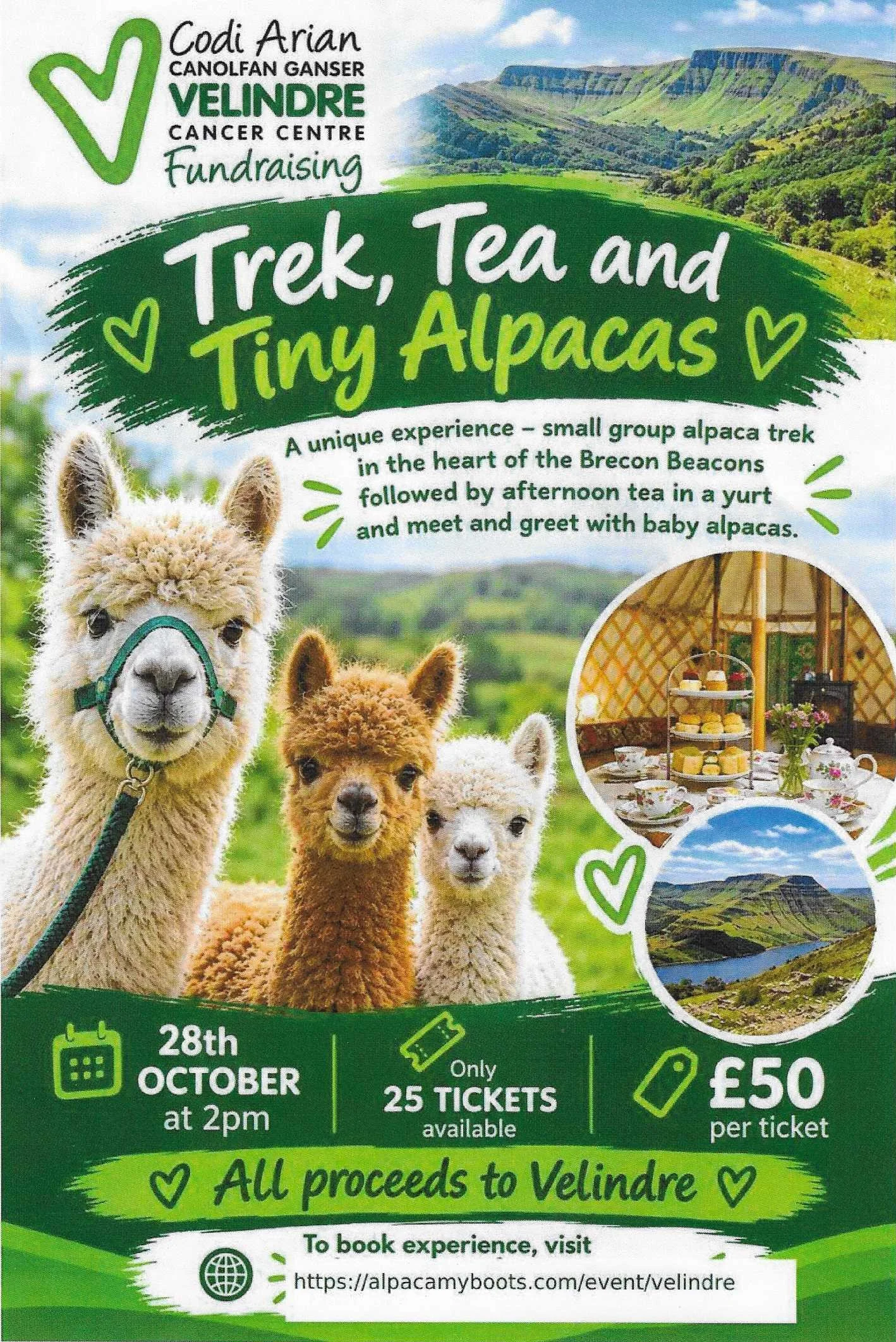 Trek, Tea and Tiny Alpacas