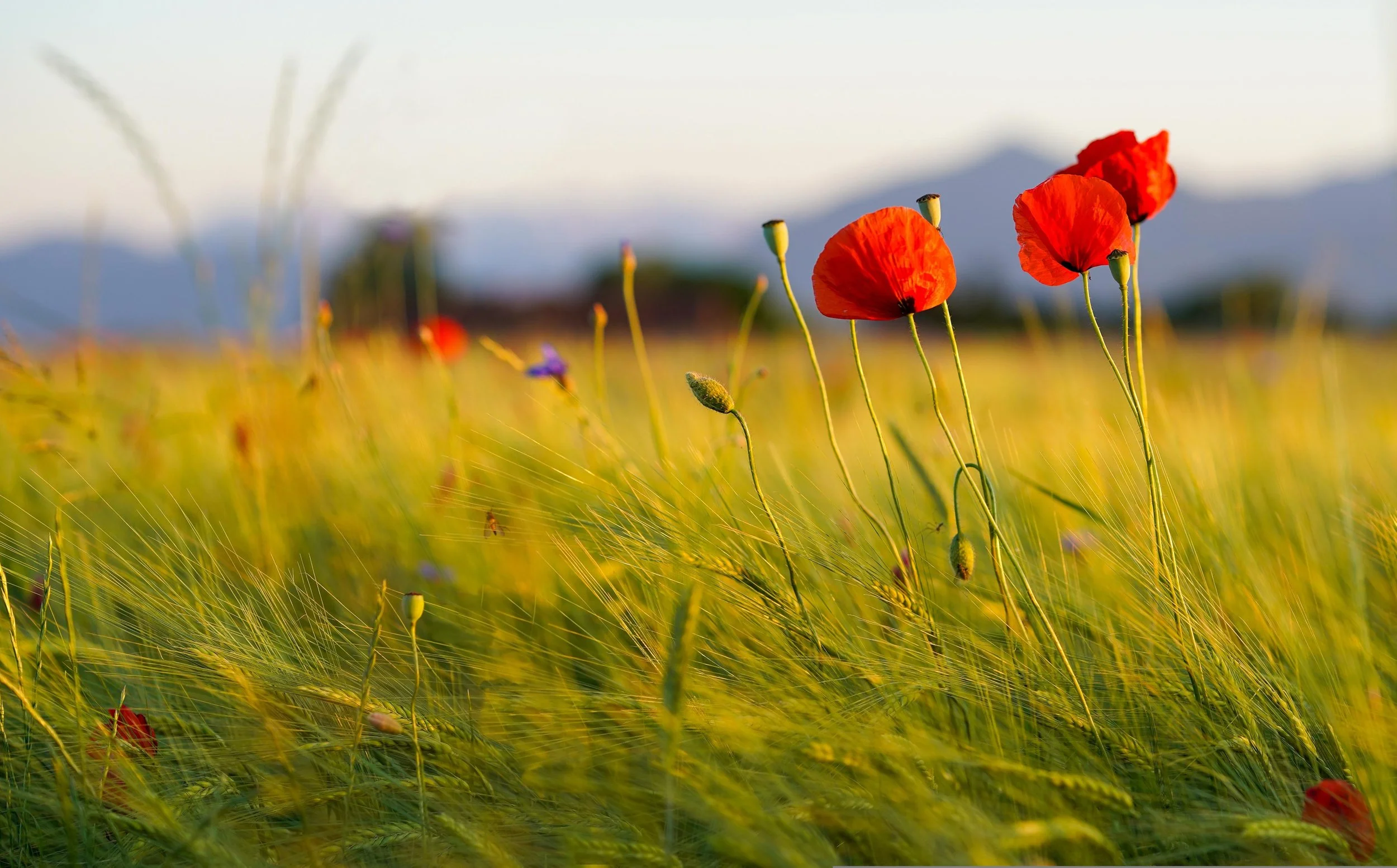 chiemseherin-poppies-6480490.jpg