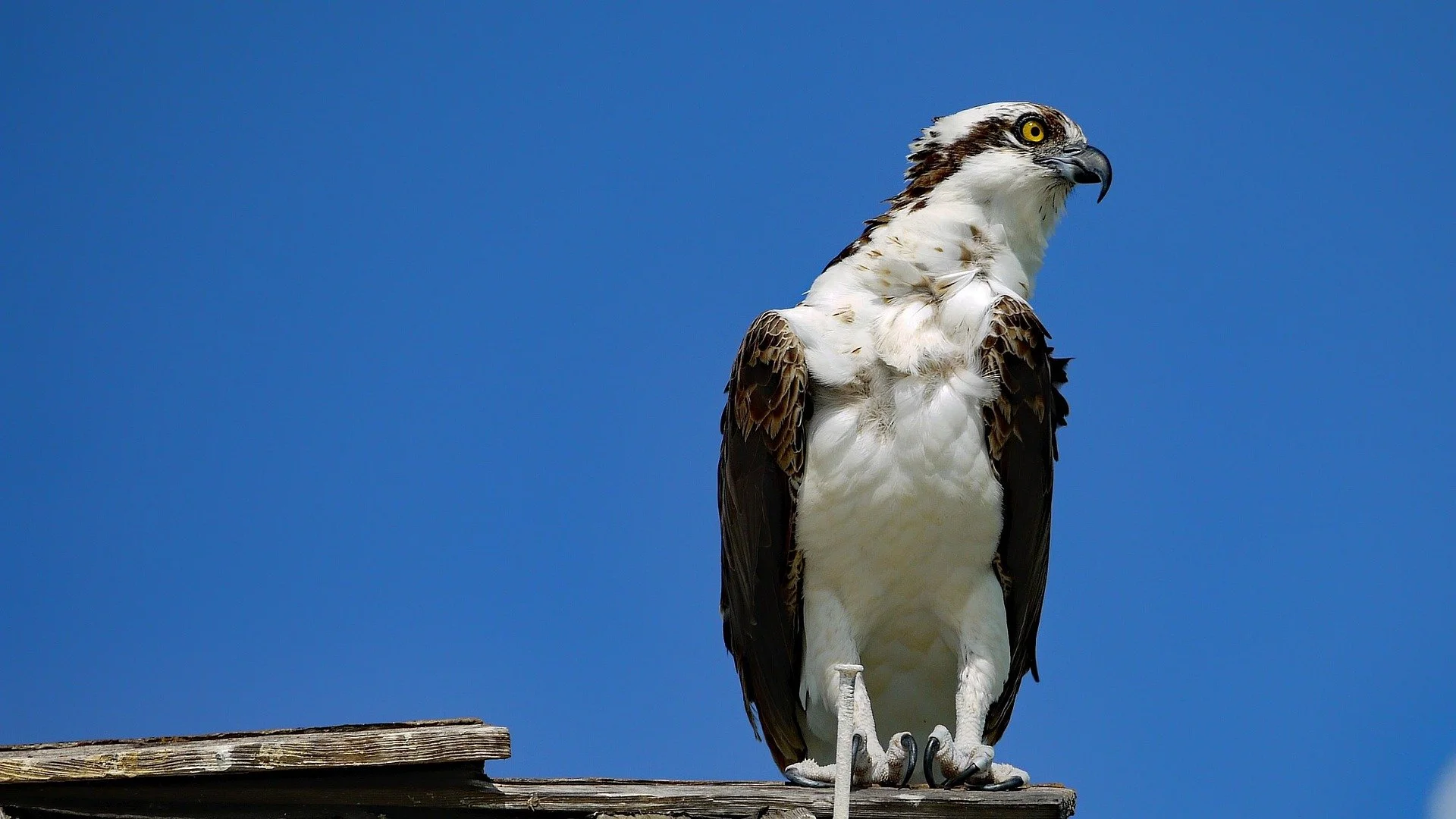 dp1616-bird-7728140_1920.jpg