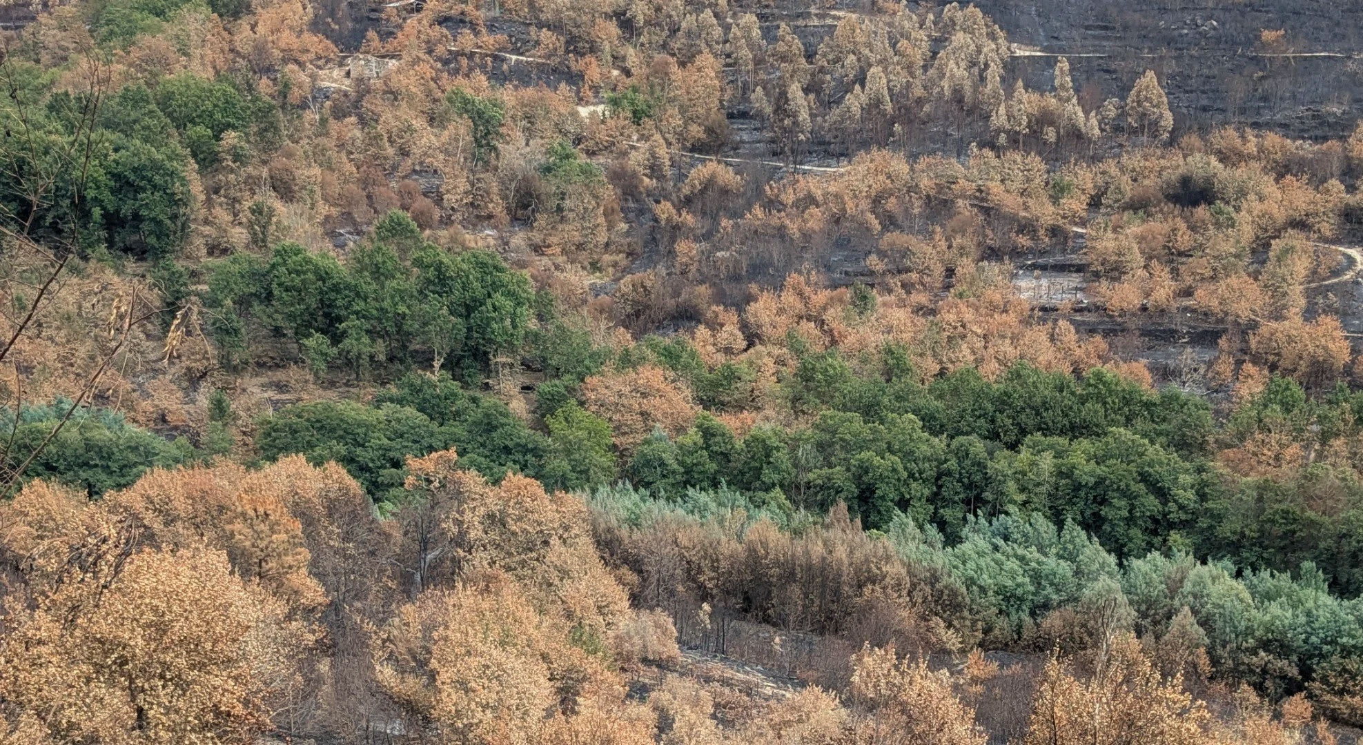 Rising from the Fire: Resilience, Renewal, and Opportunity in Portugal